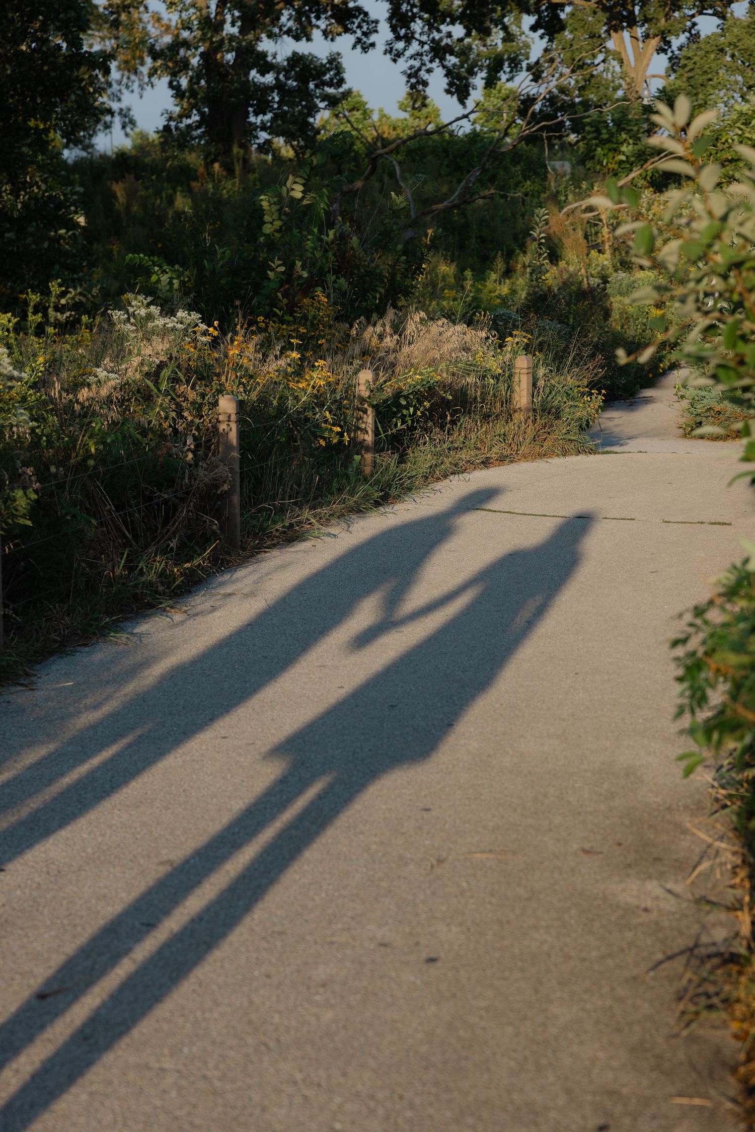 Shadows of two people holding hands cast on a sunlit garden path surrounded by lush greenery.