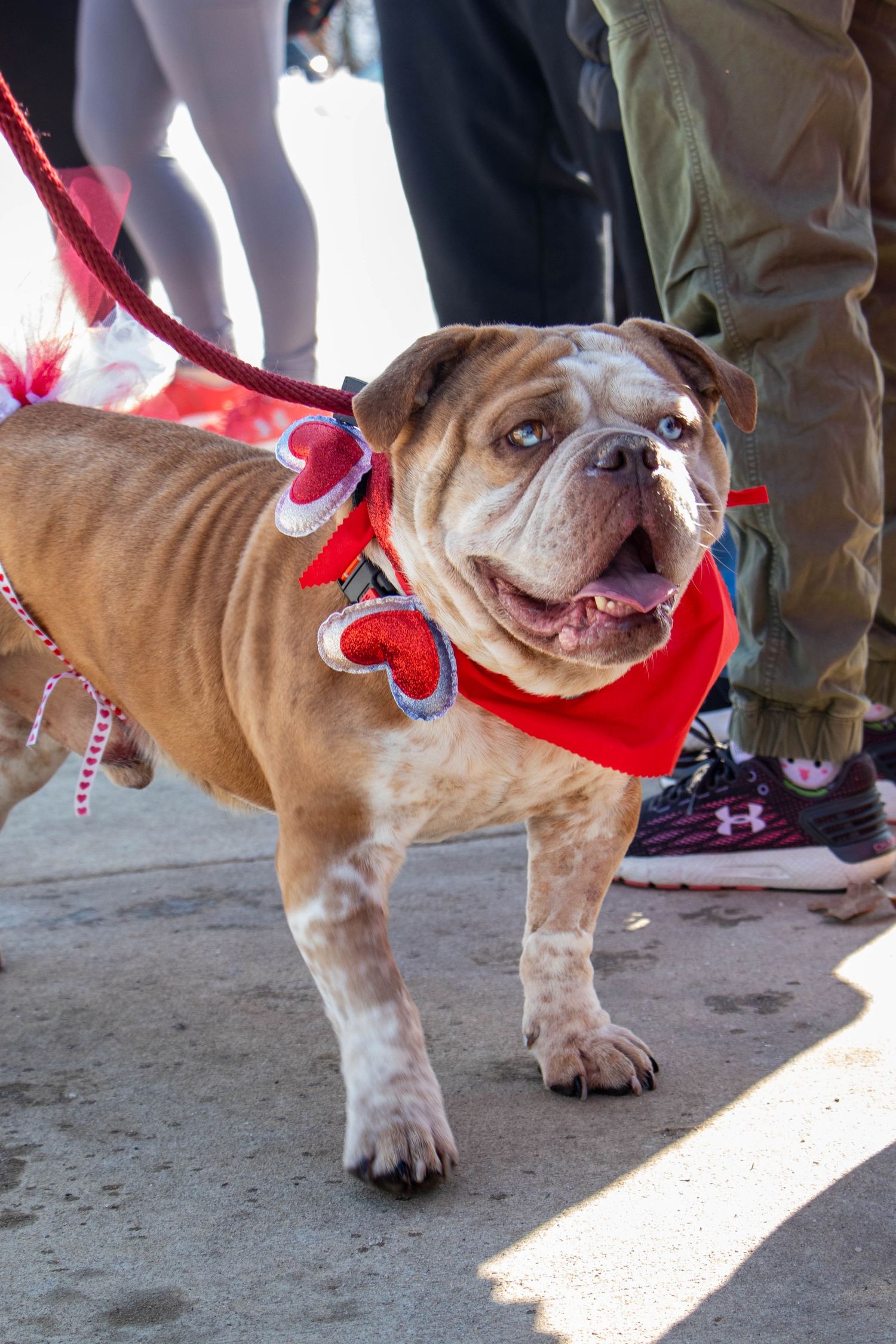Brown and white English Bulldog wearing red Valentine bandana on leash at outdoor event.