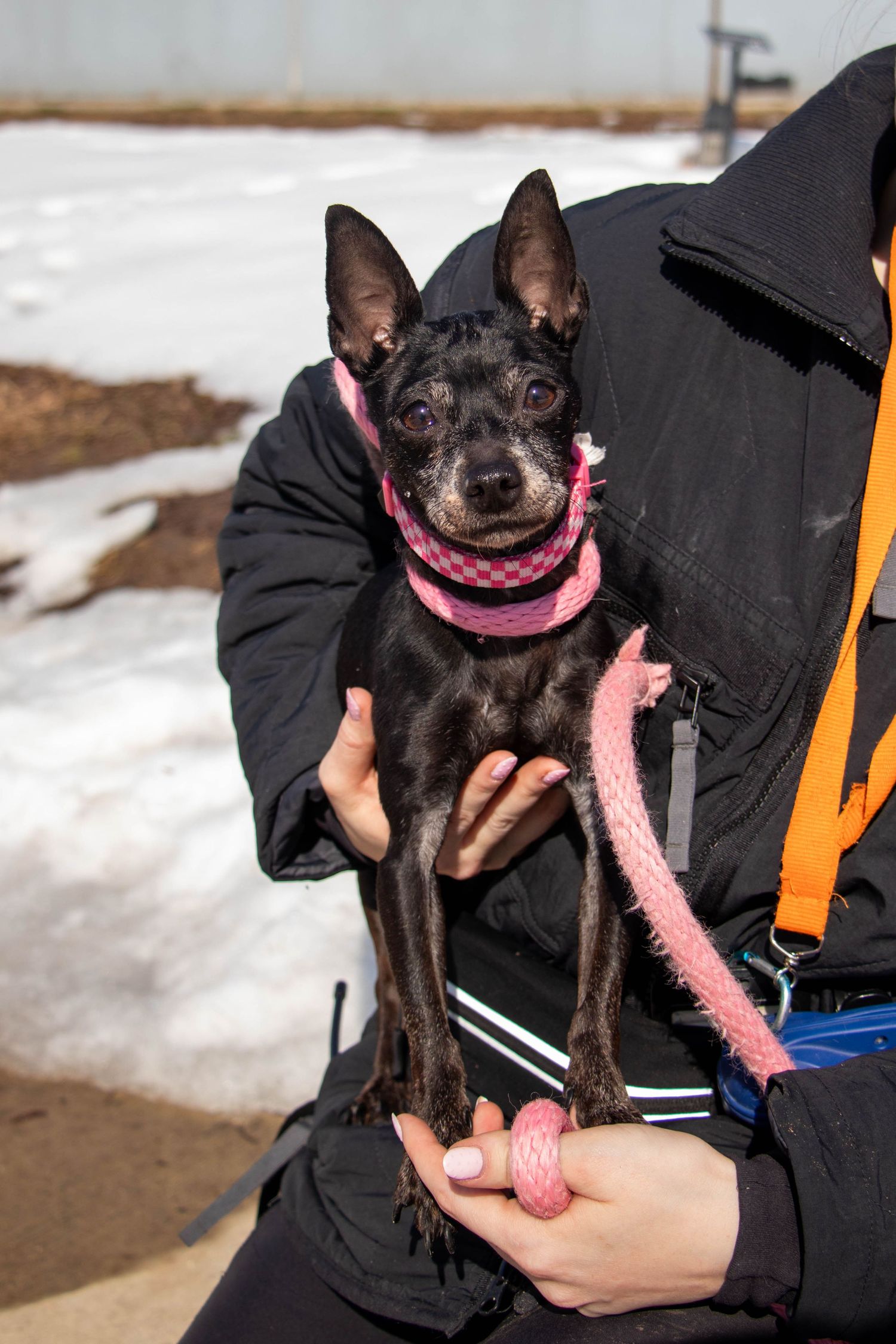 A small black miniature pinscher dog with pink collar is held by a person outdoors in winter.