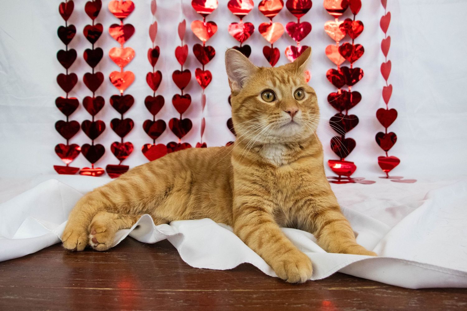 Fluffy orange tabby cat resting on white fabric surrounded by hanging red heart decorations.