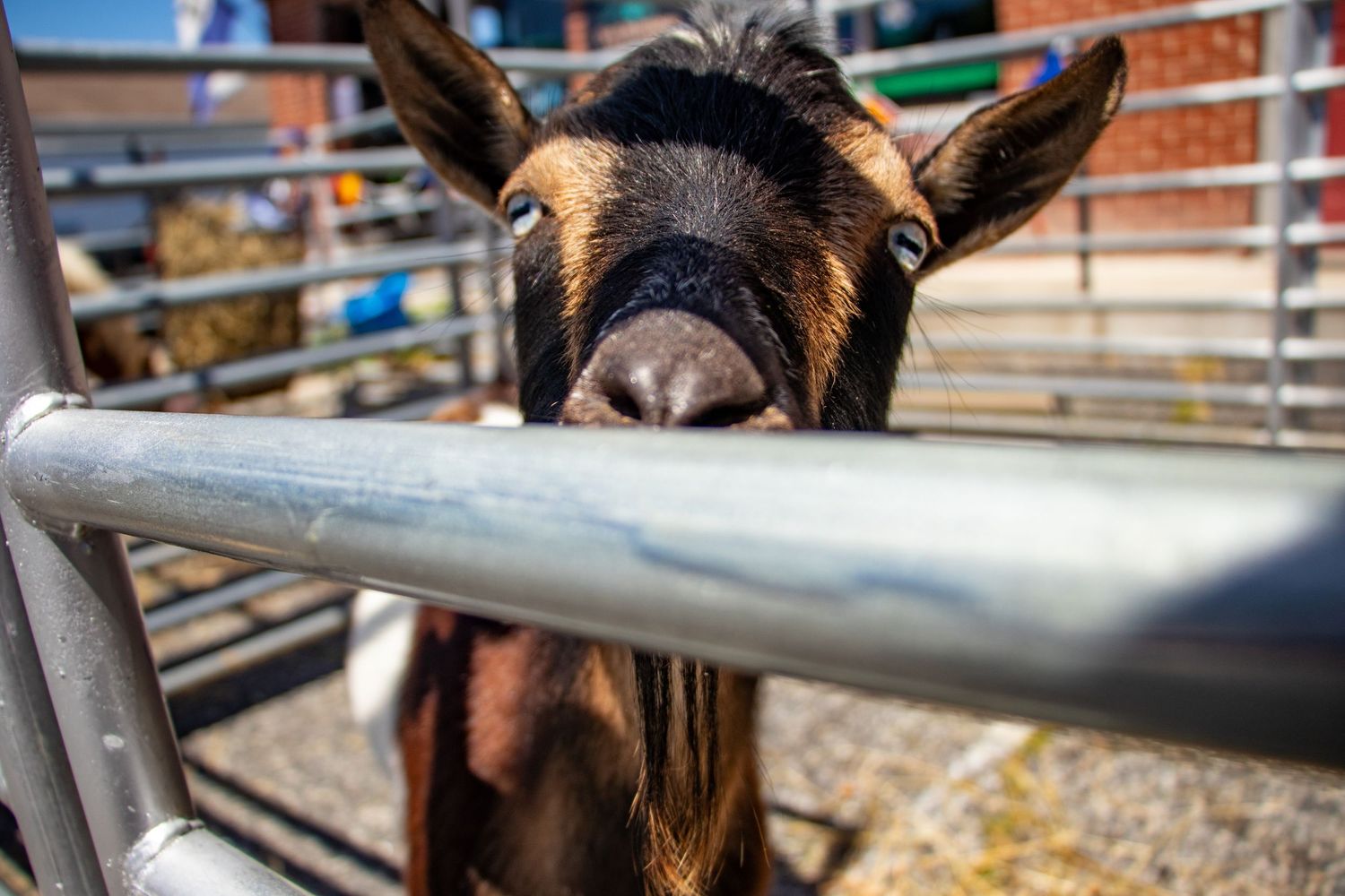 A curious brown goat peering over a metal fence railing at an outdoor animal pen or petting zoo.