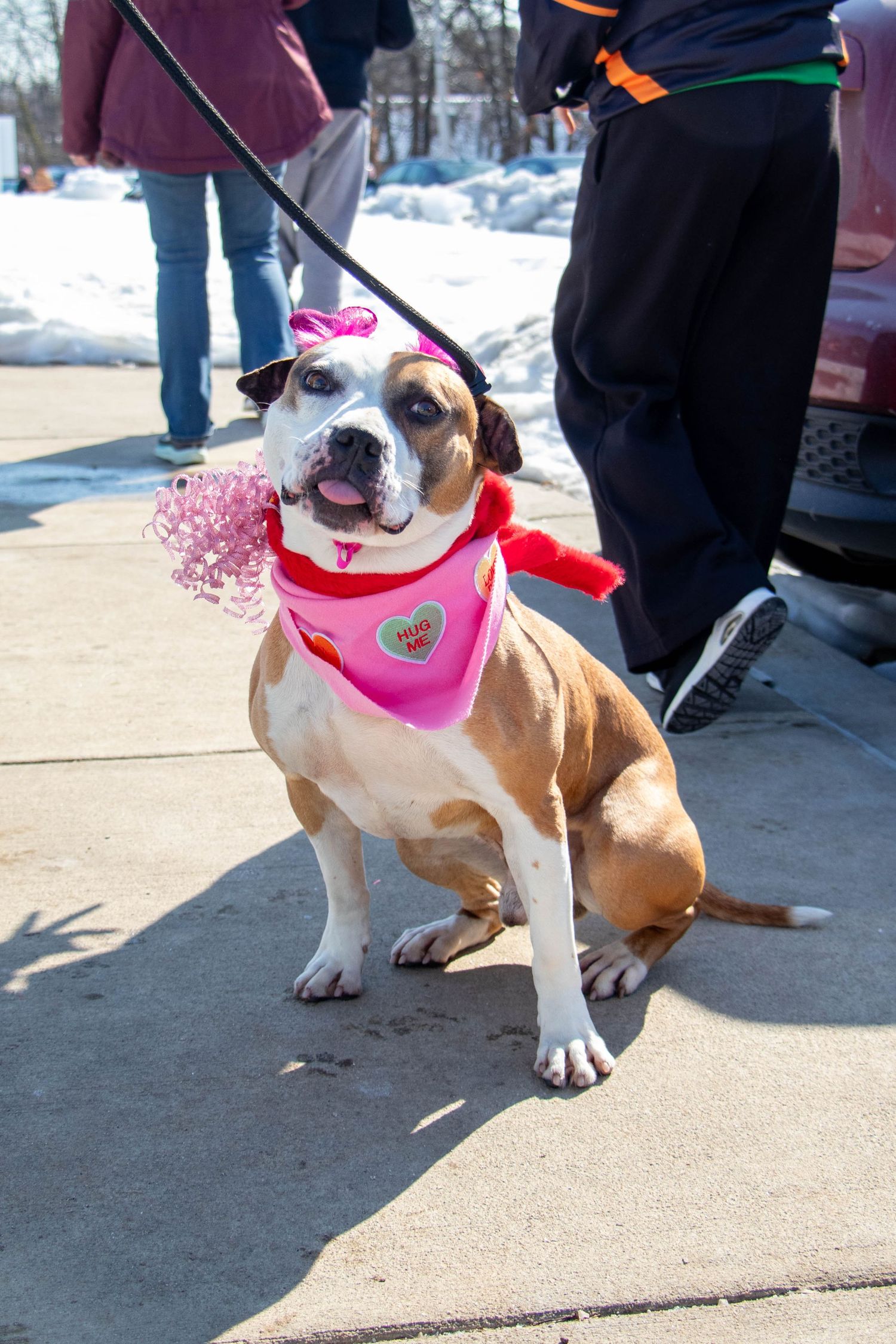 Brown and white Boxer dog wearing pink Valentine bandana sitting on leash at outdoor event.