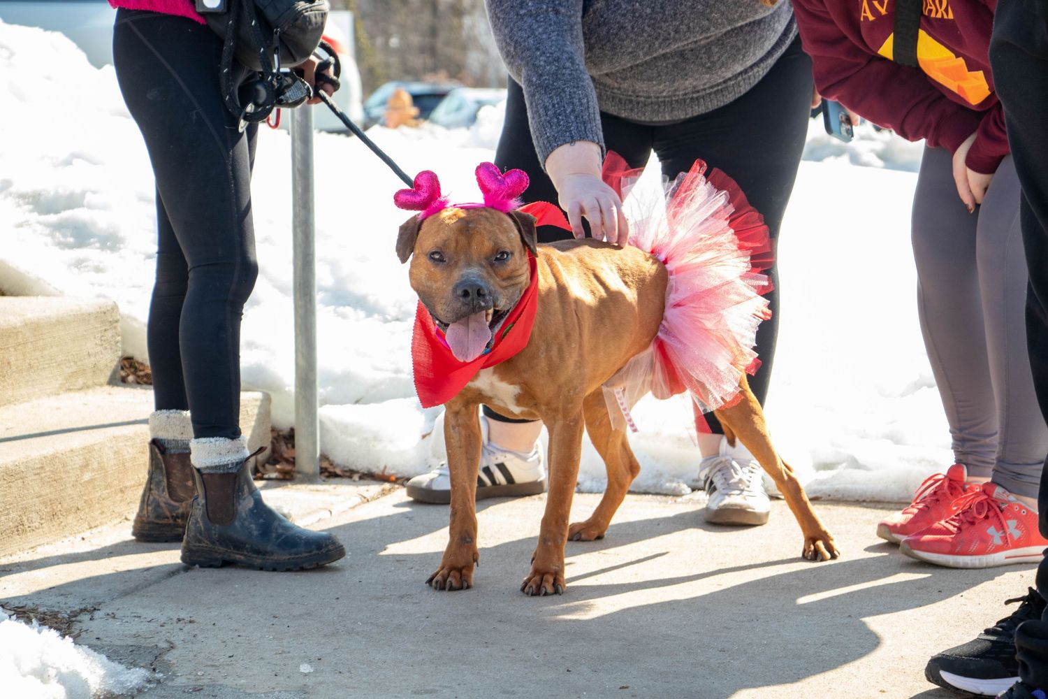 Brown dog dressed in red bandana and pink tutu skirt with bow at Valentine outdoor event.