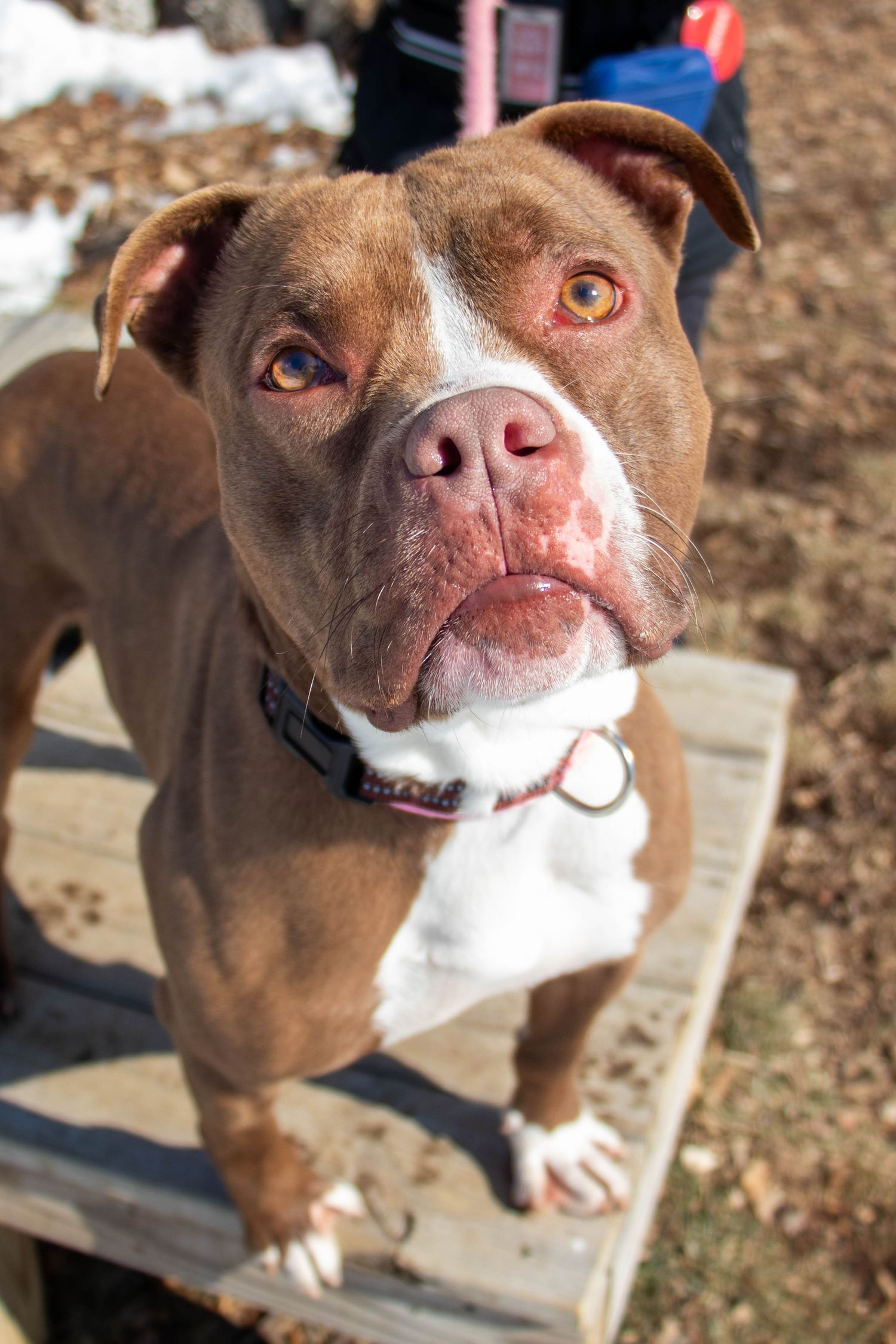 A brown and white pit bull dog looks up at the camera while standing on a wooden platform.