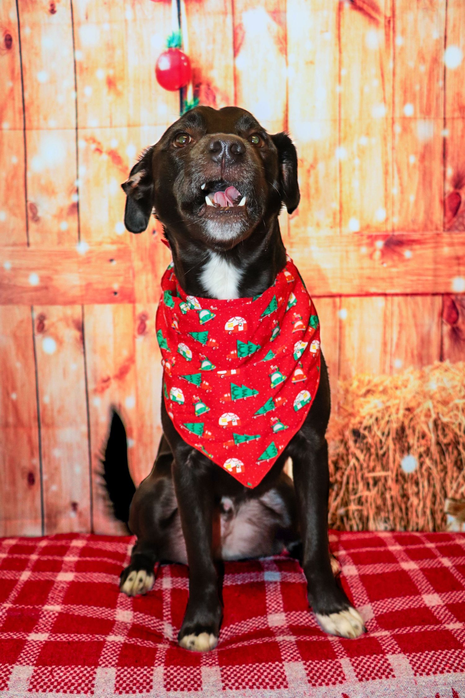 Happy black dog wearing a festive red Christmas bandana sitting before a rustic holiday backdrop.
