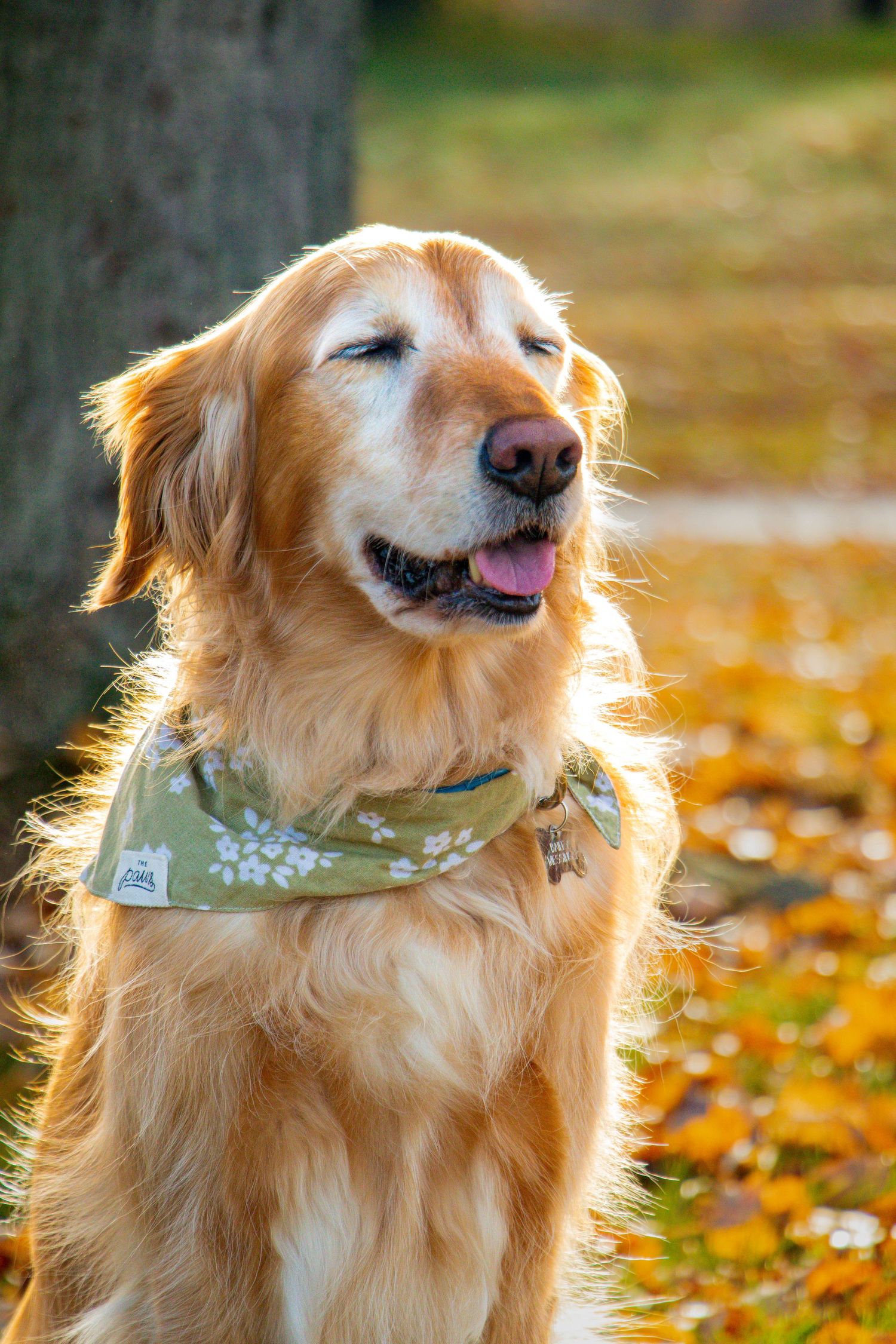 Happy golden retriever wearing a floral green bandana sits outdoors among autumn leaves in warm sunlight.