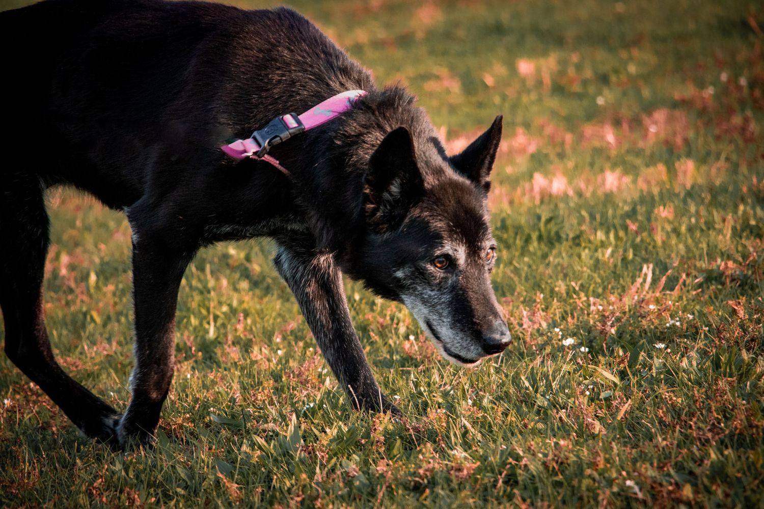 Senior black dog with pink collar sniffs ground while walking on autumn grass.