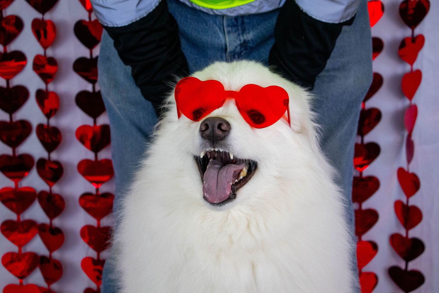A fluffy white Samoyed dog wearing red heart-shaped sunglasses poses in front of a heart backdrop.