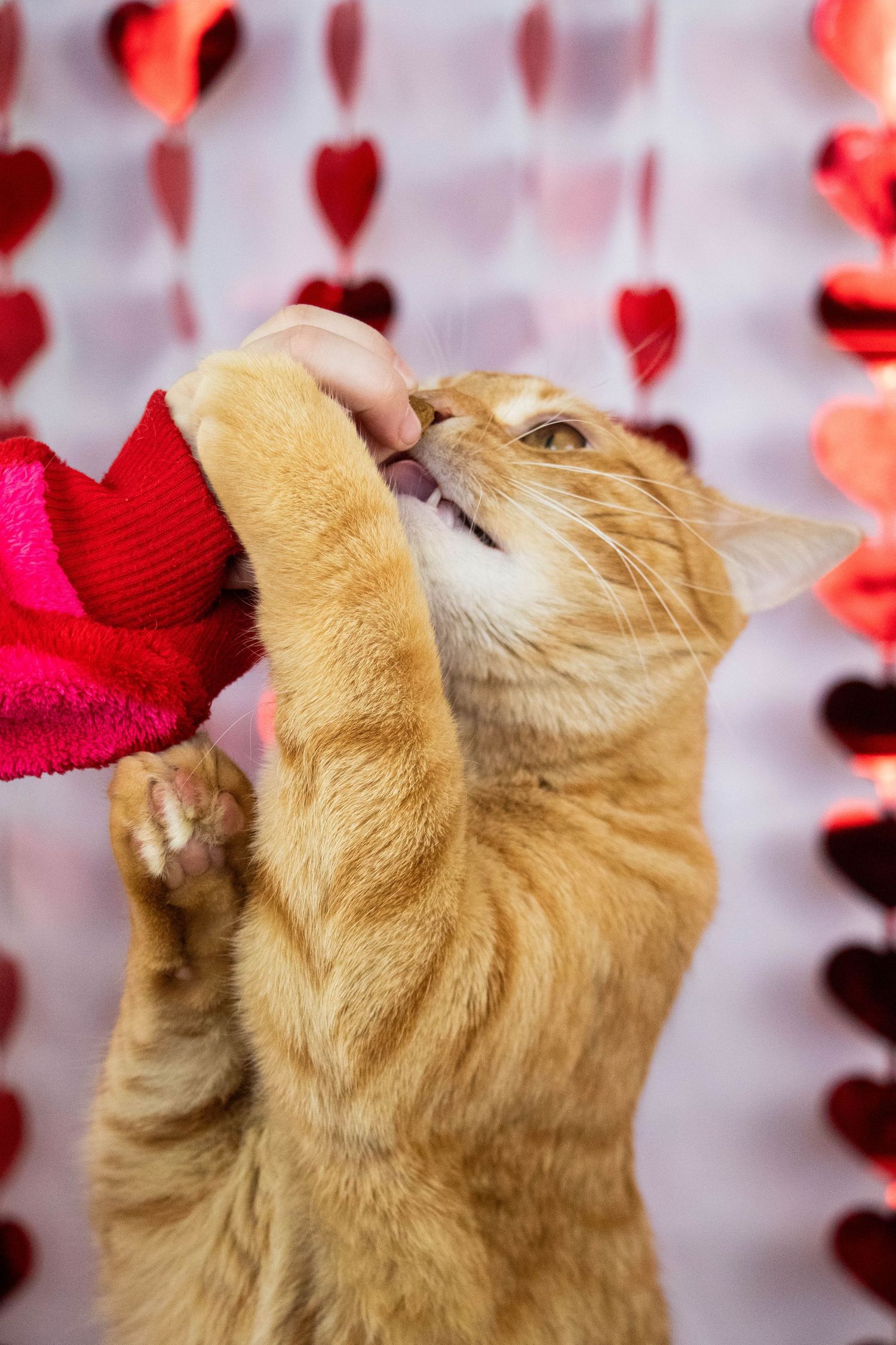 Orange tabby cat reaching up to grab a red toy from a human hand against a Valentine's heart backdrop.
