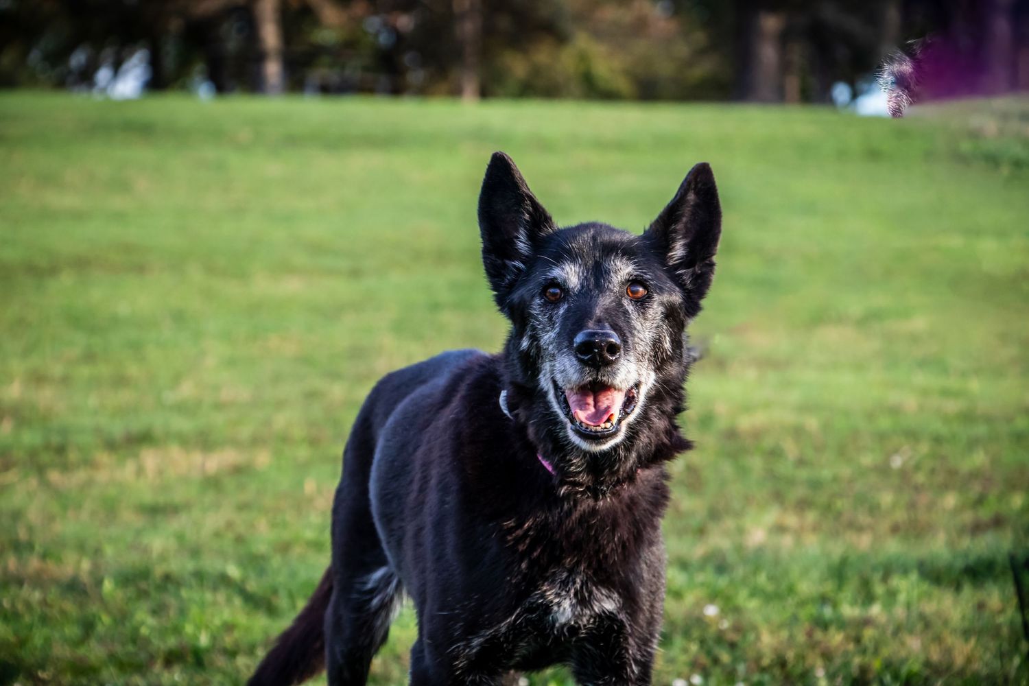 Happy black senior dog with graying muzzle runs with mouth open on green grass field.