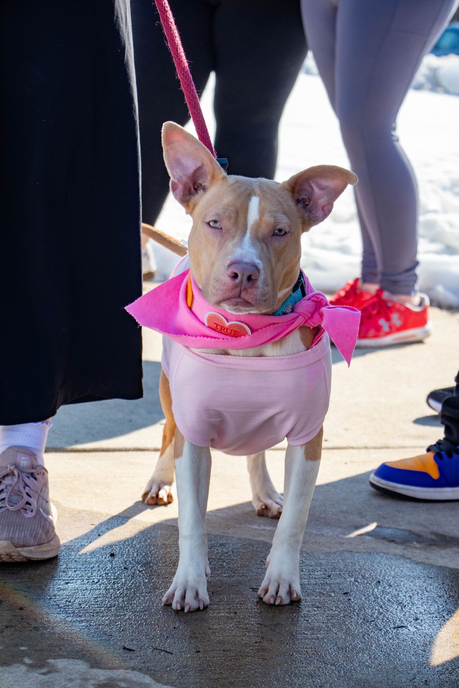 A tan pit bull dog wearing a pink shirt and bandana on a pink leash stands on pavement.