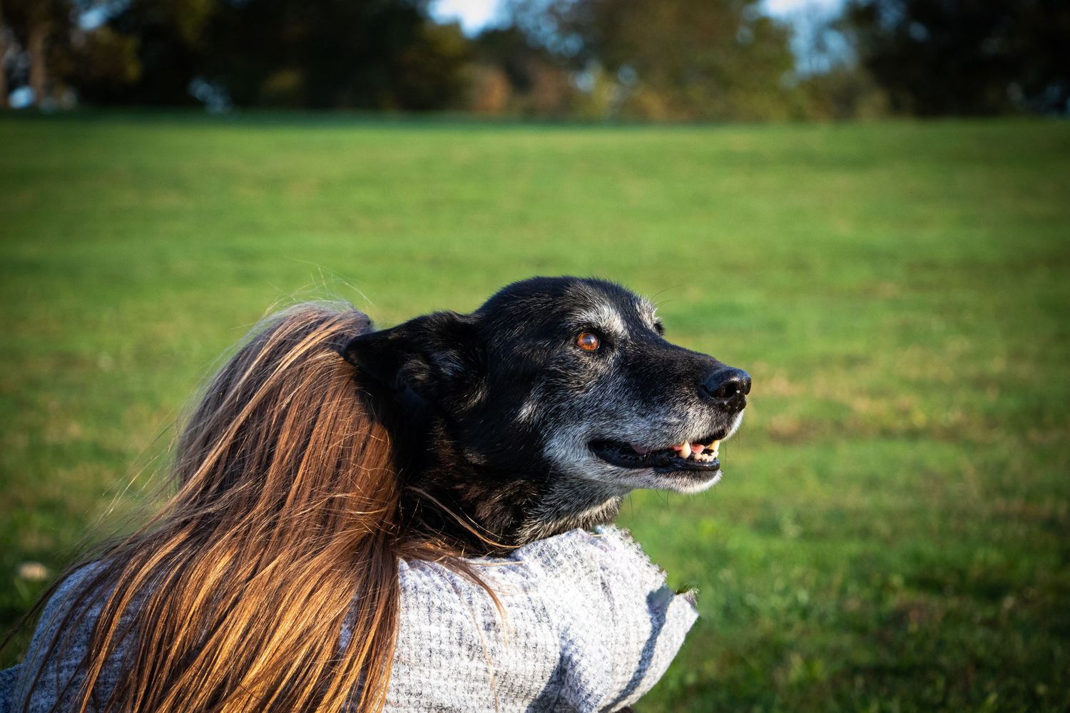 Black dog with graying muzzle stands close to woman with long hair on sunny green field.