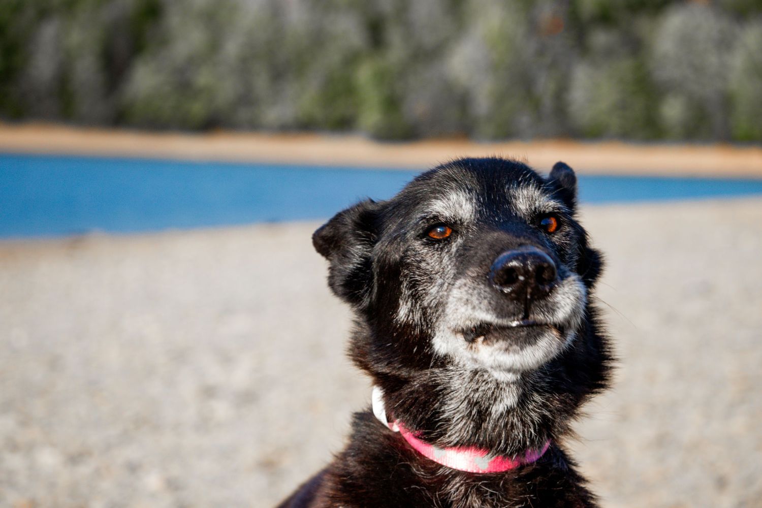 Senior black dog with graying muzzle wearing pink collar sits on sandy beach with blue water in background.