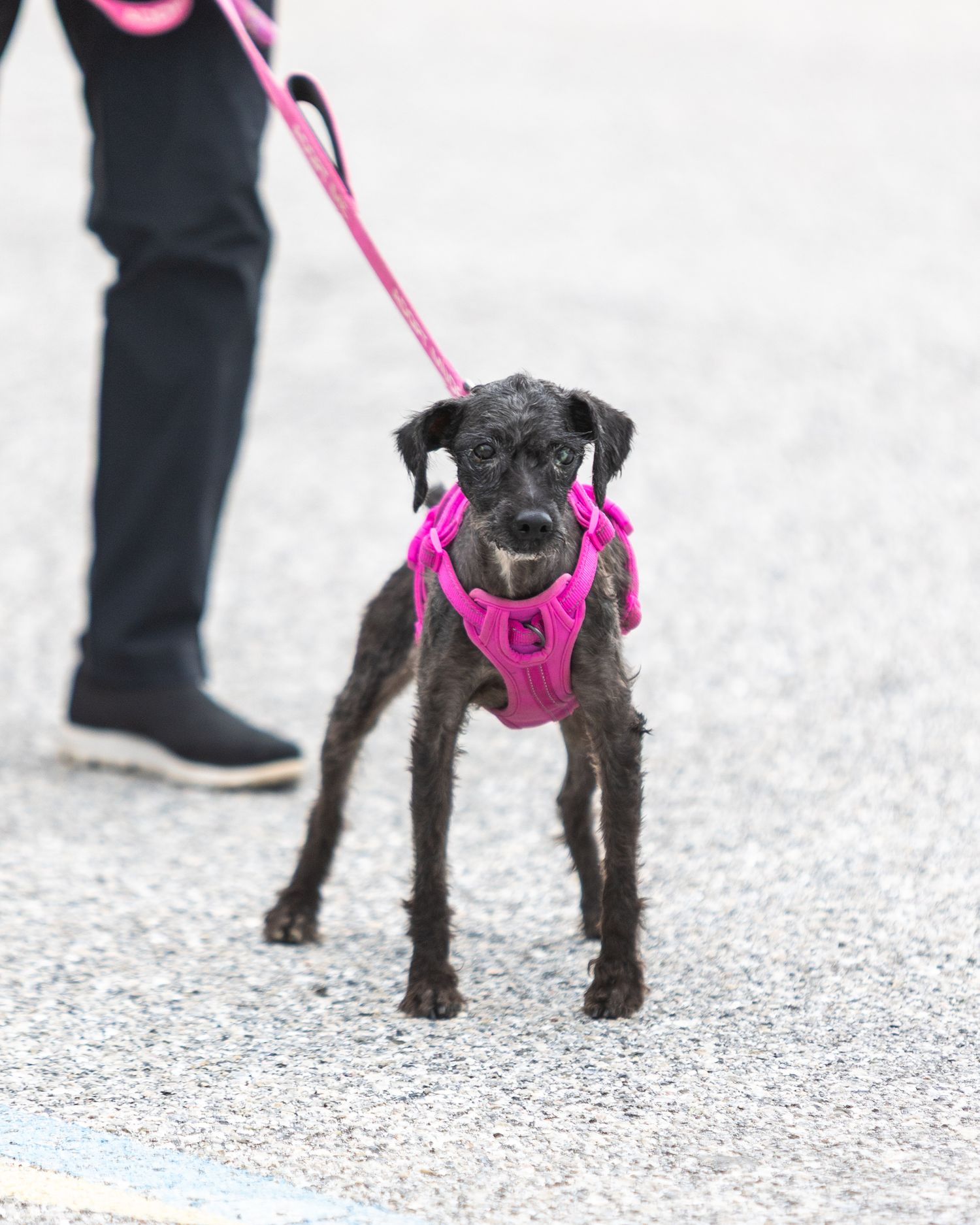 A small black scruffy dog wearing a bright pink harness walks on a leash on pavement.