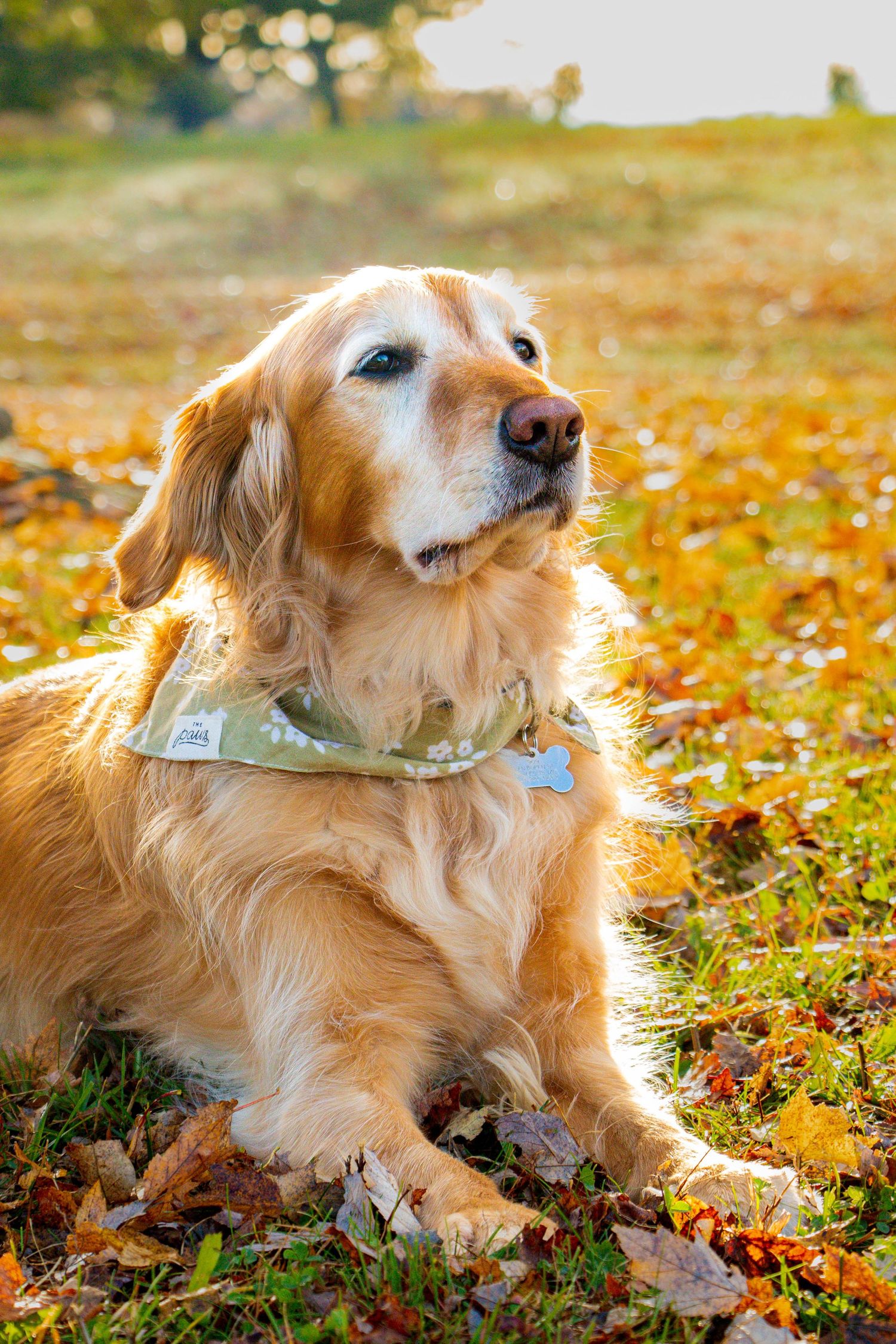 Golden retriever with a green bandana and bone tag lies on colorful autumn leaves in a sunny park.