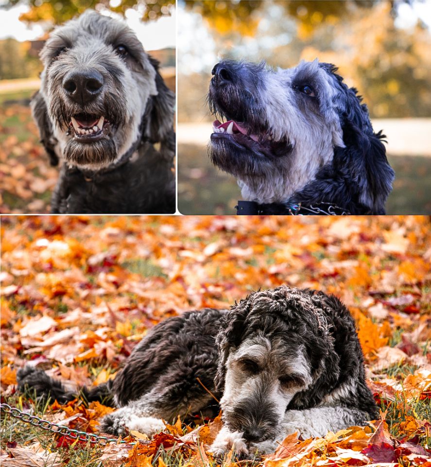Collage of a shaggy gray mixed breed dog posing outdoors and resting in colorful autumn leaves.