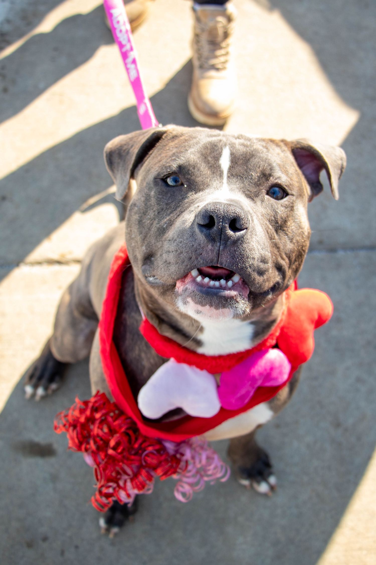 Gray pit bull dog wearing red heart Valentine bandana sits on leash looking up at camera.