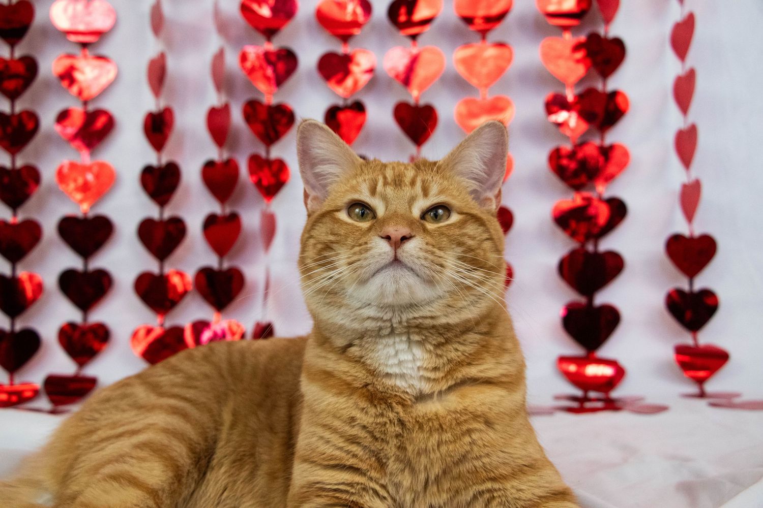Orange tabby cat sitting in front of shiny red heart garland decorations.