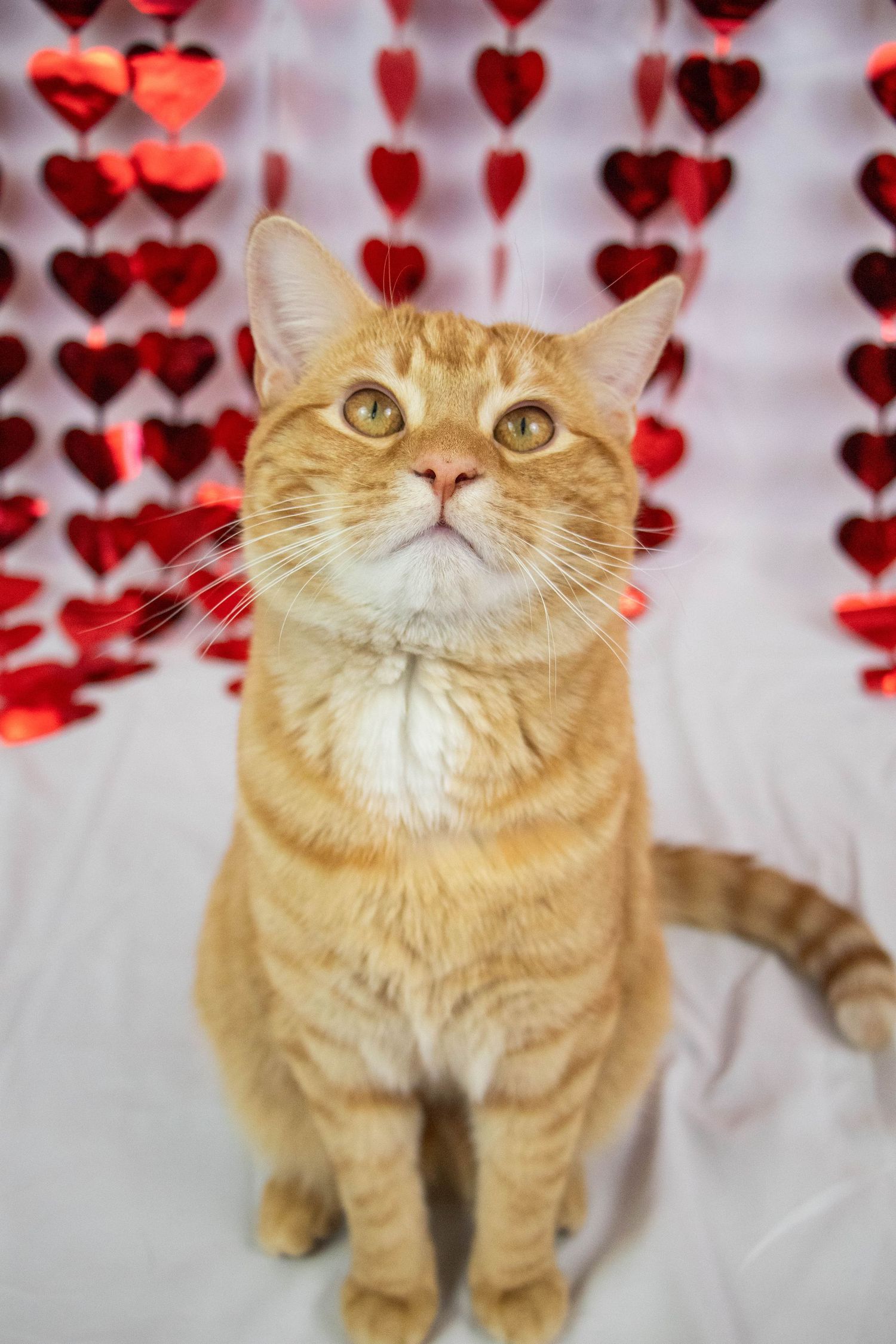 Orange tabby cat looking upward while sitting against a shiny red Valentine hearts curtain background.