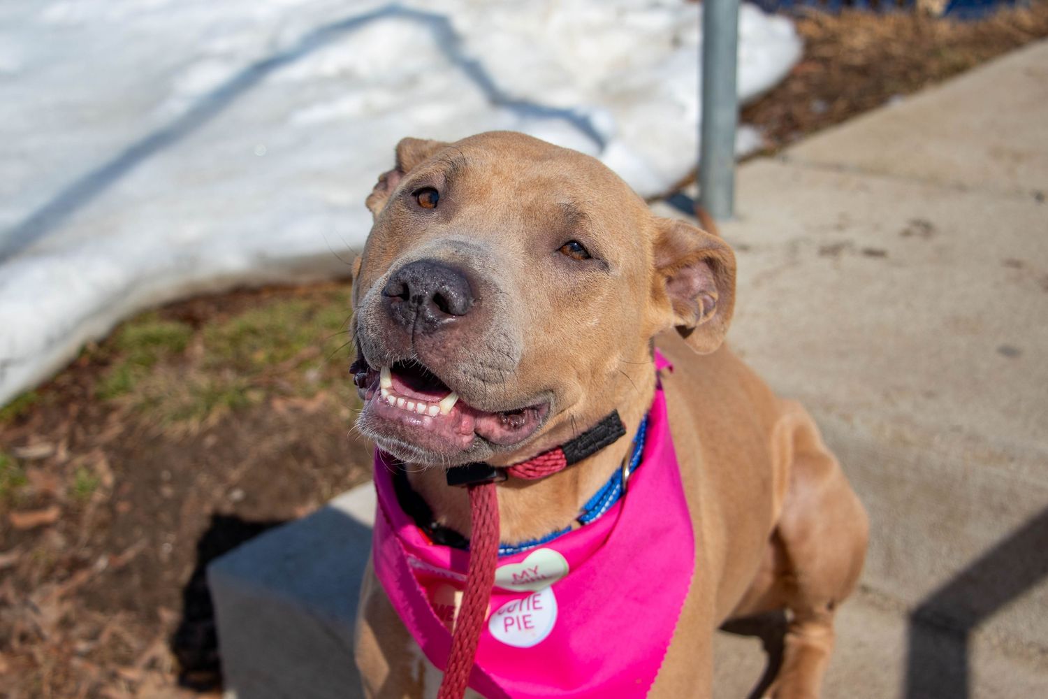 A happy brown pit bull dog wearing a bright pink bandana smiles outdoors in sunlight.