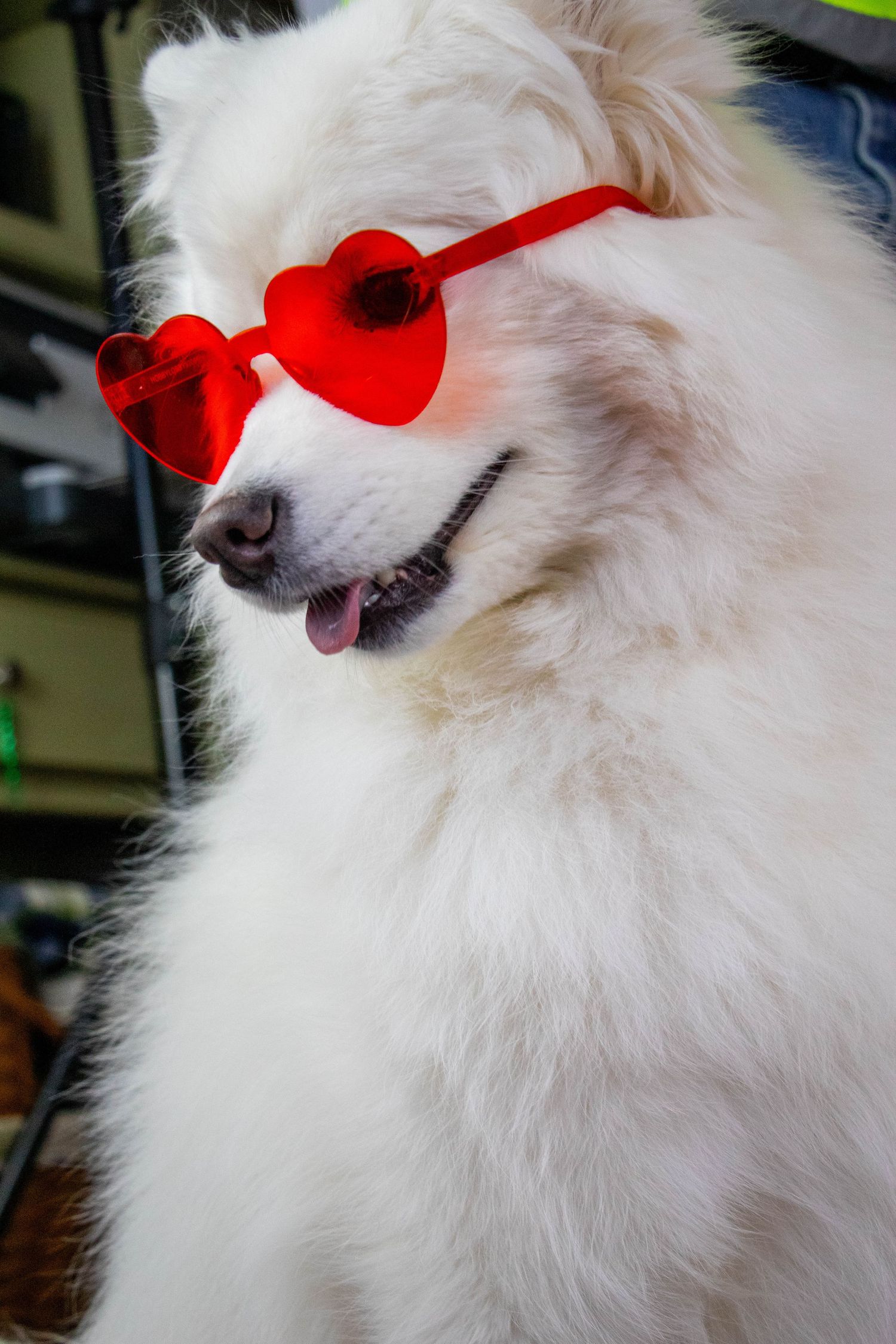 Fluffy white Samoyed dog wearing red heart-shaped sunglasses with tongue out.