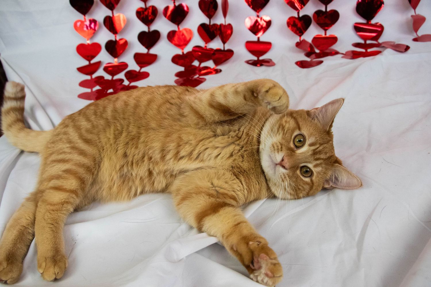 Playful orange tabby cat lying on its back on white fabric with decorative red heart garlands behind it.