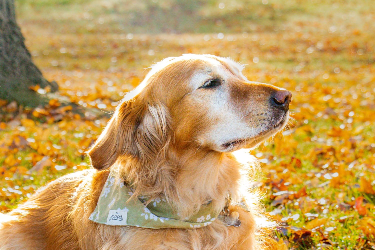 Senior golden retriever wearing a green floral bandana rests peacefully in a park surrounded by fall foliage.