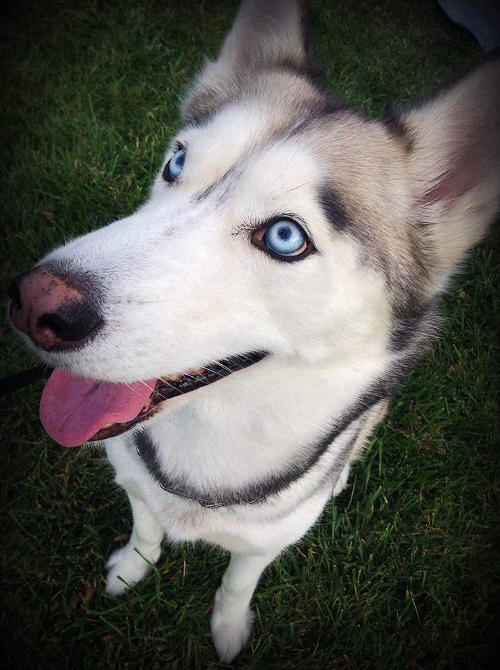 Striking Siberian Husky with vivid blue eyes and tongue out sitting on green grass outdoors.