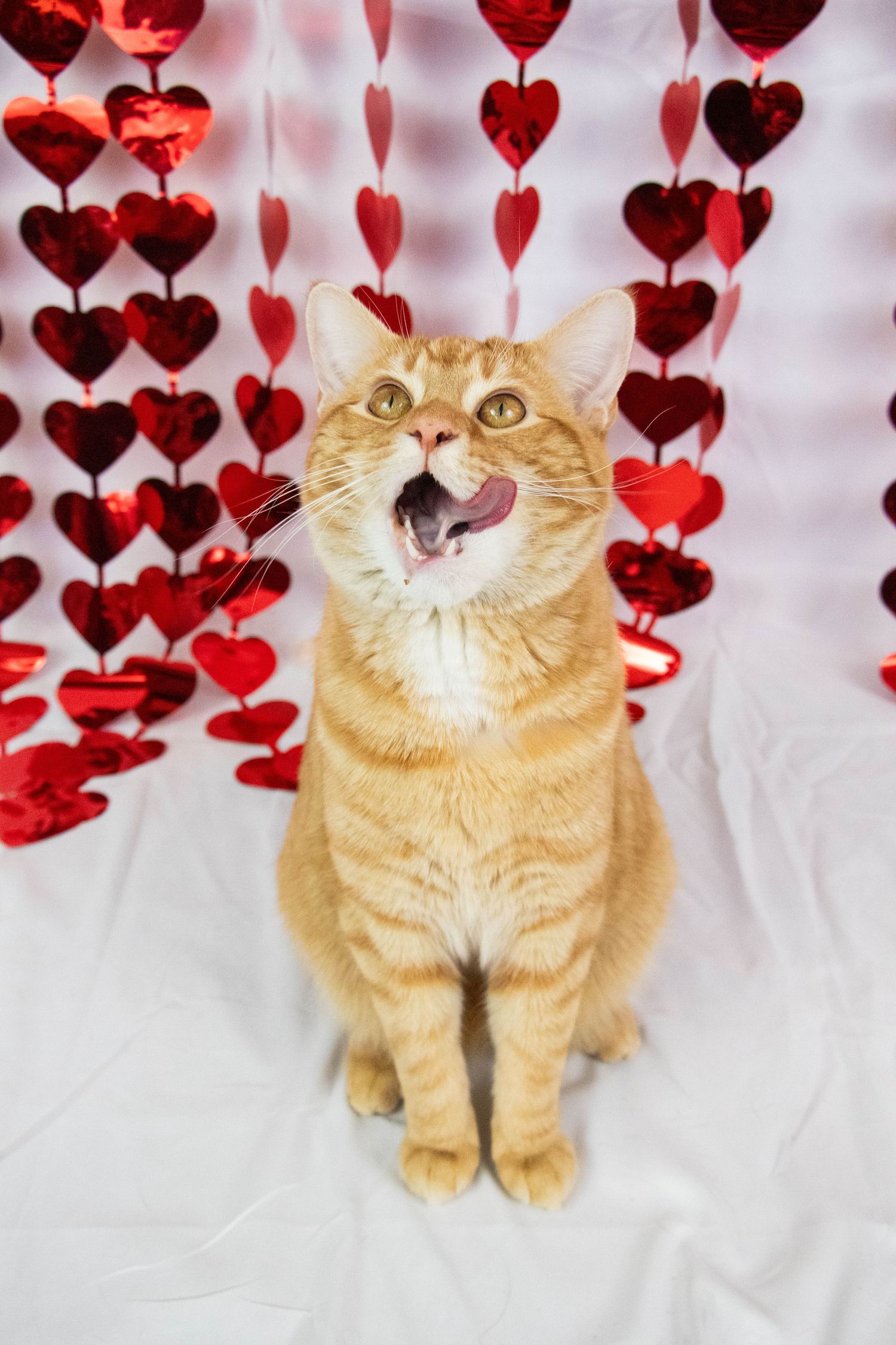 Orange tabby cat licking its nose while sitting against a decorative red hearts curtain backdrop.
