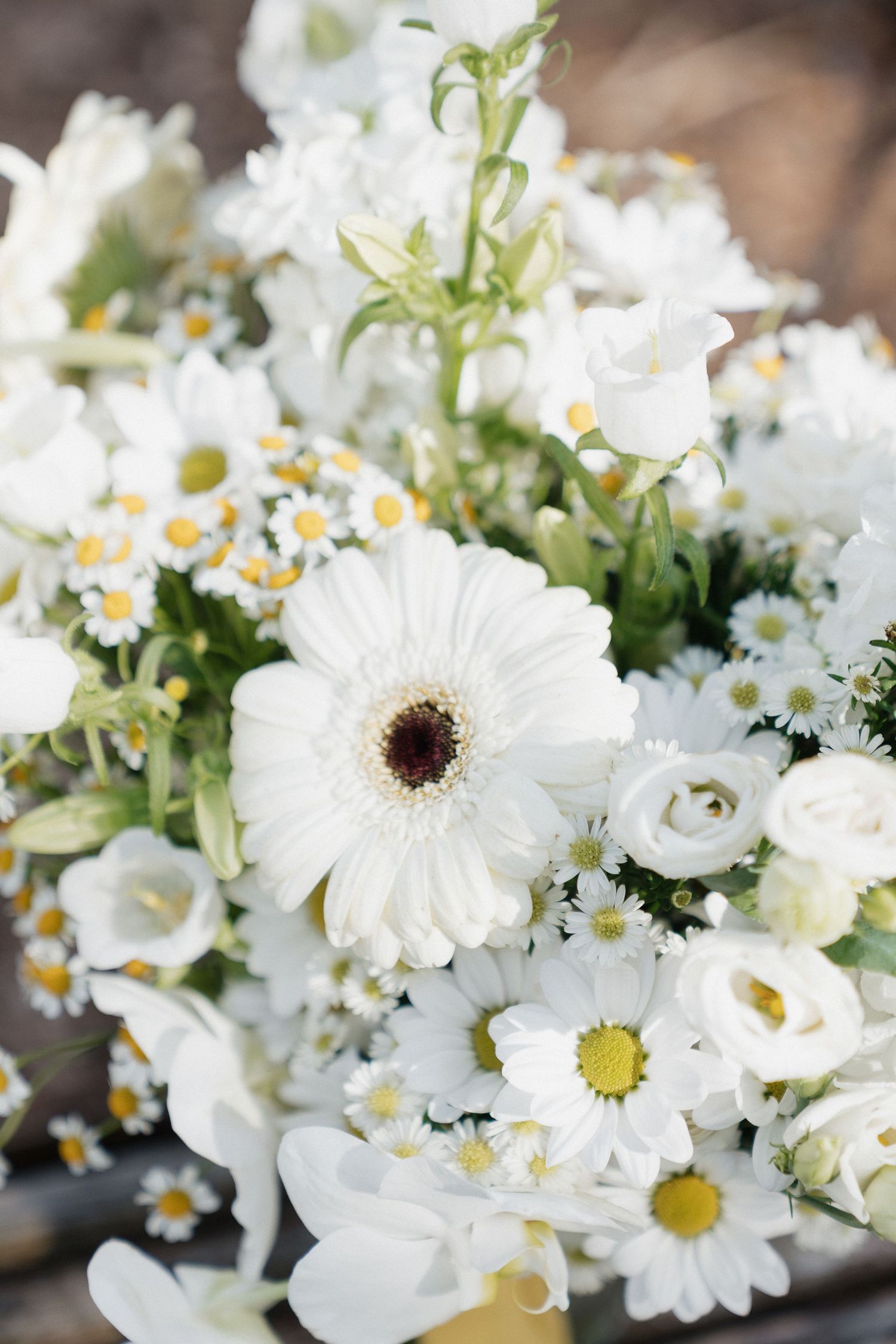 Beautiful white floral arrangement featuring gerbera daisies, dainty chamomile flowers and delicate greenery in soft focus.
