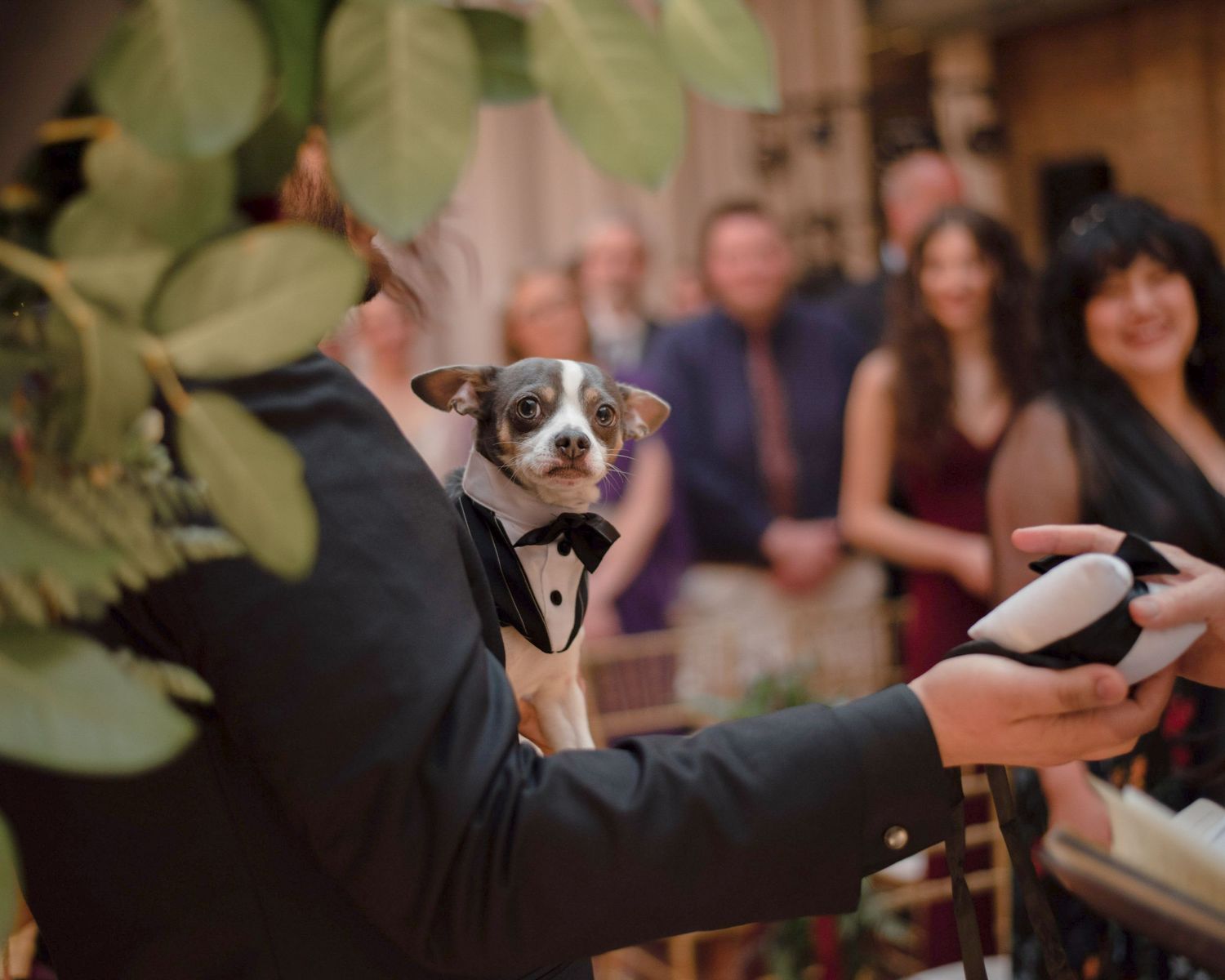 A small dog wearing a tuxedo bow tie is held up at a wedding ceremony with guests seated in the background.
