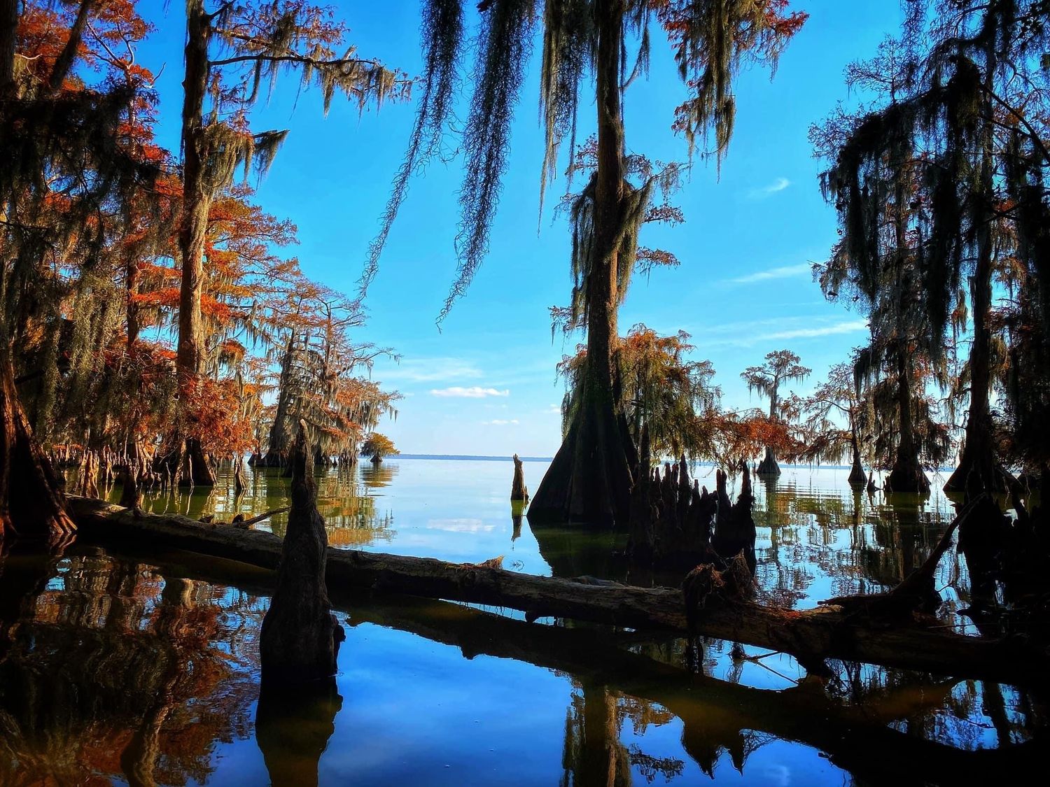 Series of scenic swamp landscapes with Spanish moss hanging from cypress trees.