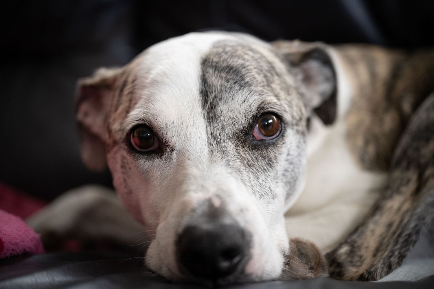 A close-up view of a dog's face with brown eyes and white and gray spotted fur.