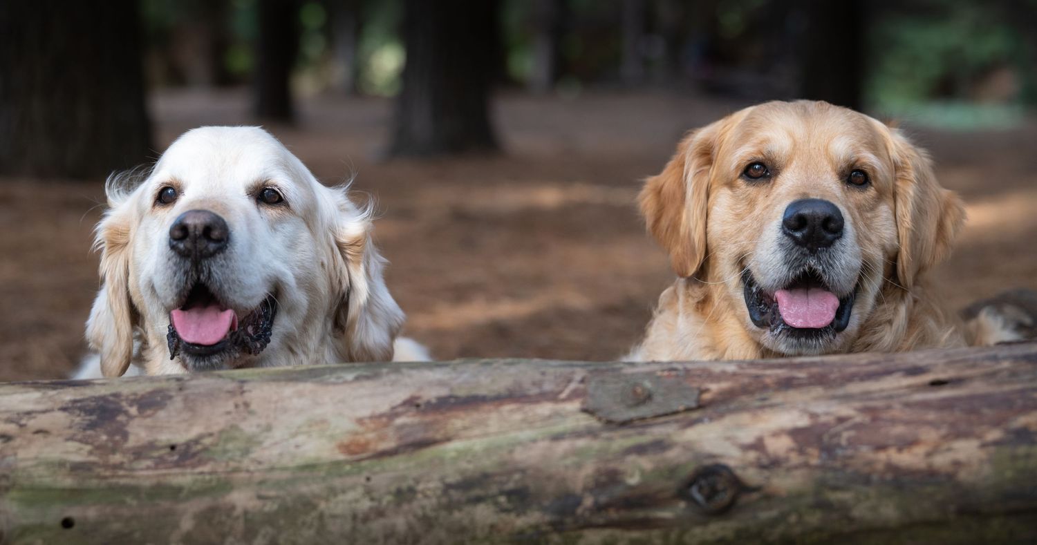 Two happy Golden Retrievers resting their paws on a log in a forest, tongues out and smiling.