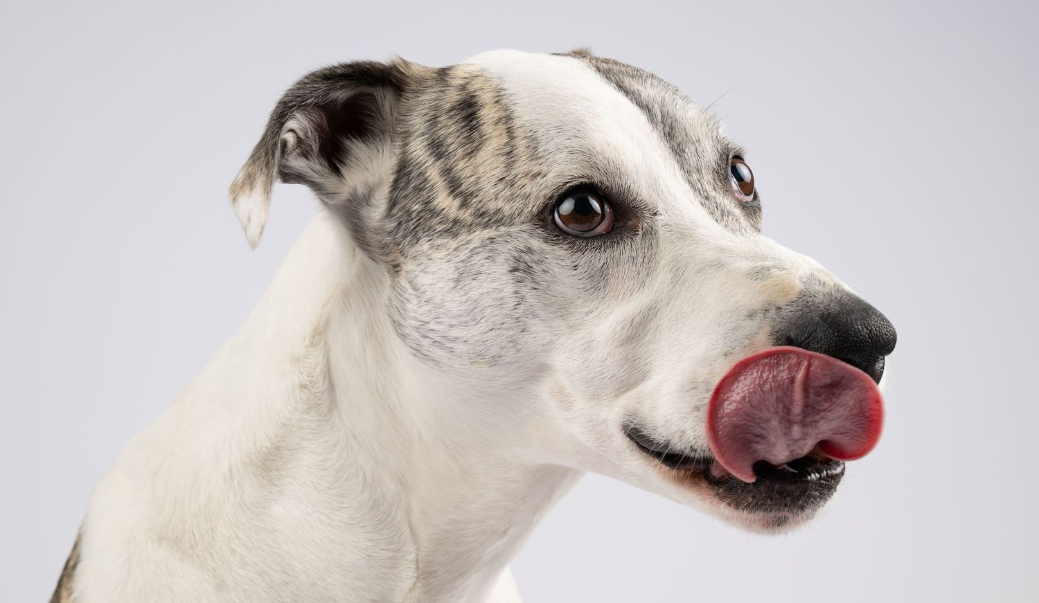 A white and brindle whippet dog licking its nose with a pink tongue against a gray background.