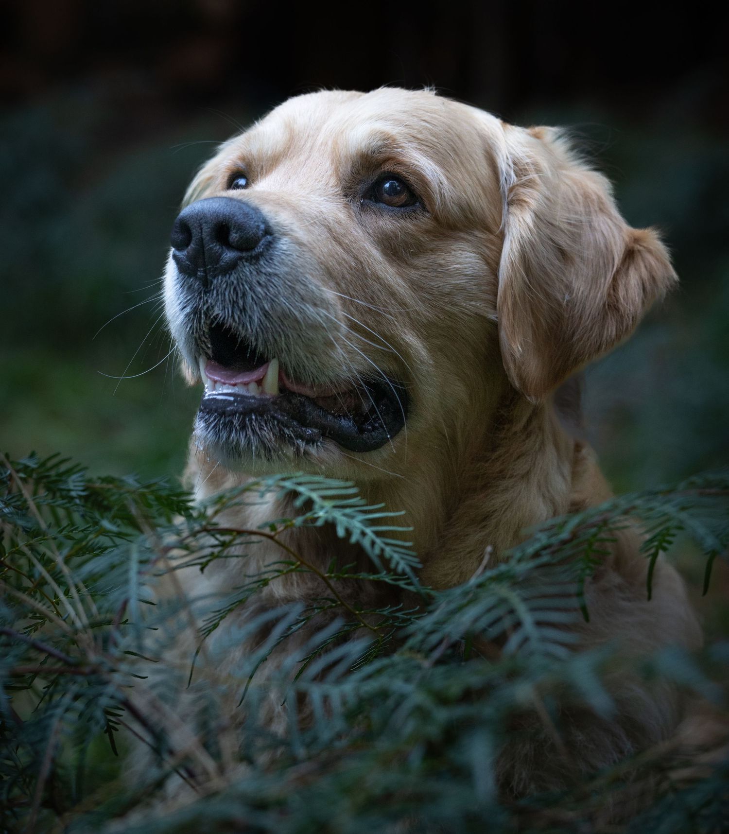 A golden Labrador Retriever gazes upward among lush green ferns in a dark forest setting.
