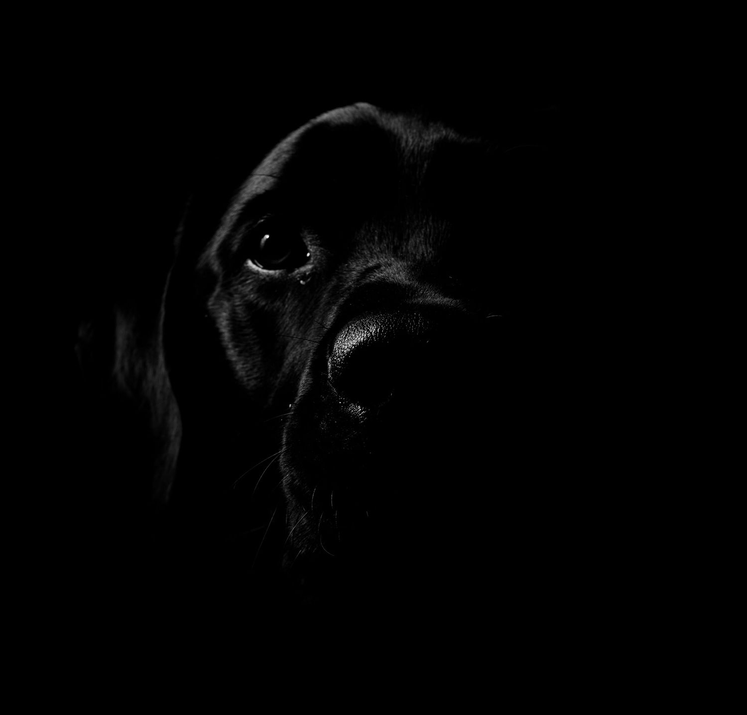 Eight black and white close-up photos of a dog's face showing different expressions and angles.