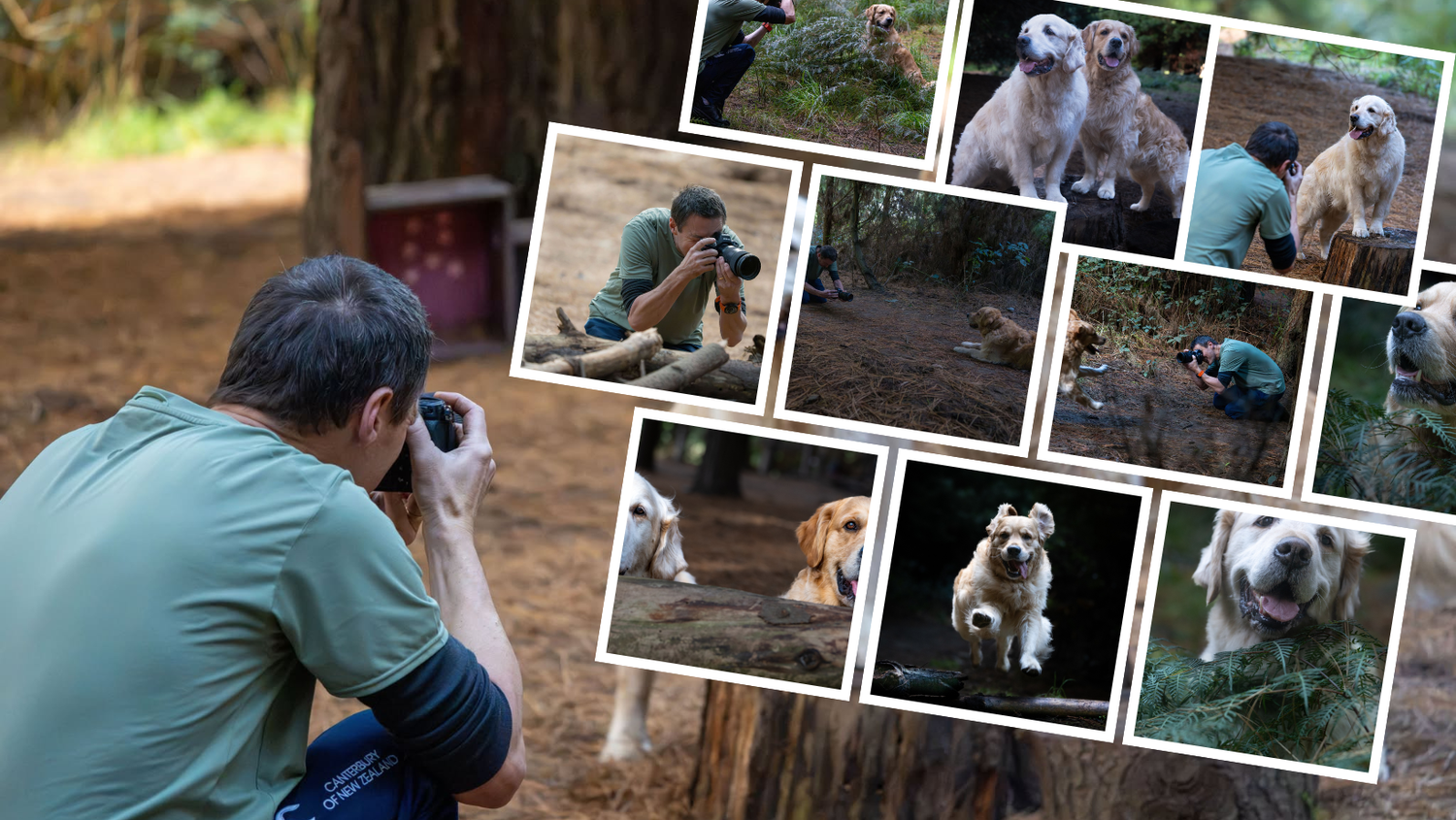 A photographer captures golden retrievers playing in a forest, with a collage of candid dog photos in the background.