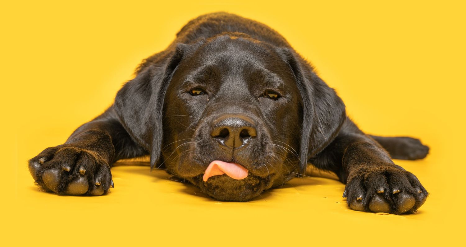 Adorable black Labrador puppy lying down with tongue out on a bright yellow background.