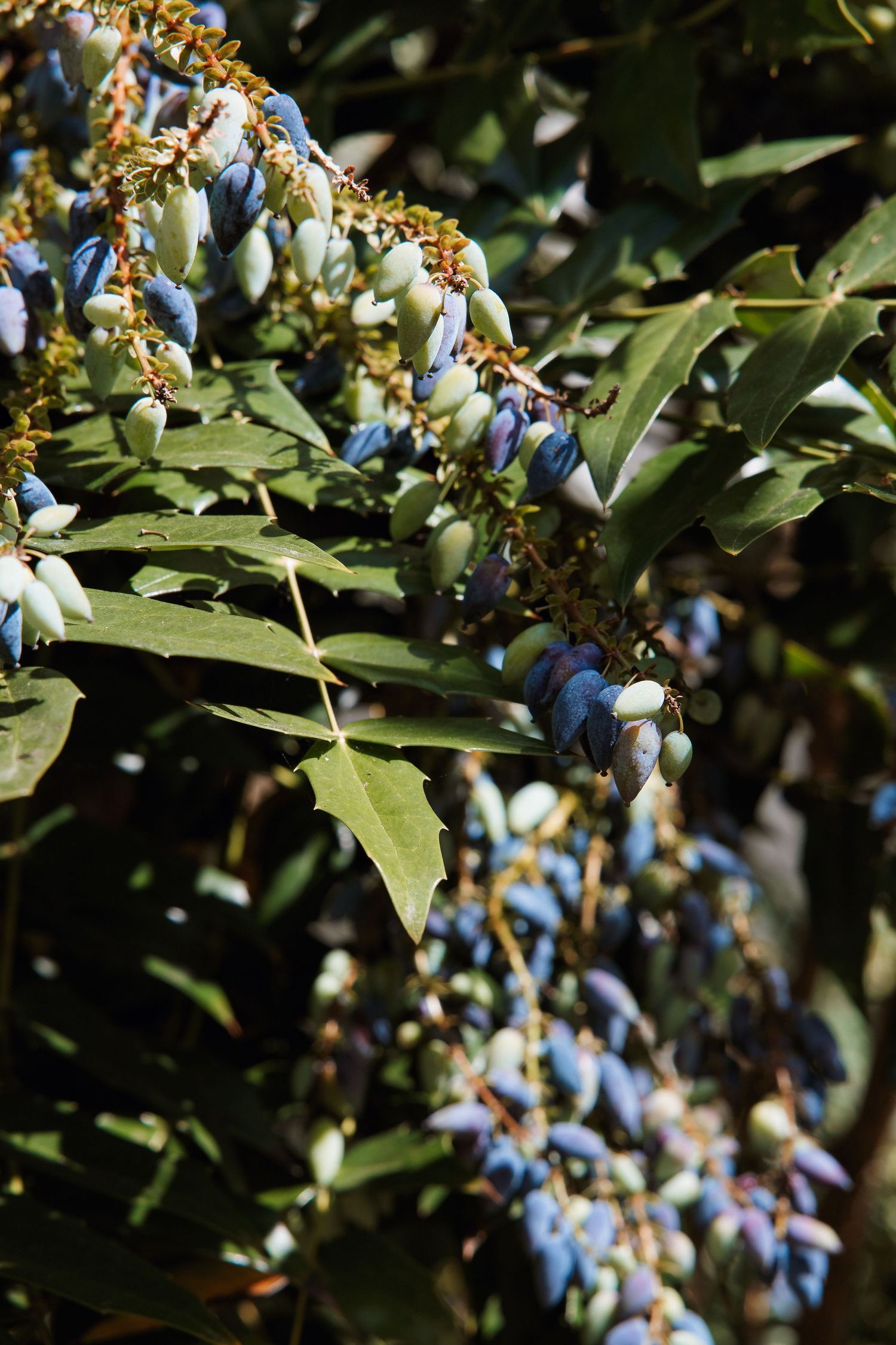 Close-up of Mahonia shrub with clusters of blue and green berries among dark green leaves in sunlight.