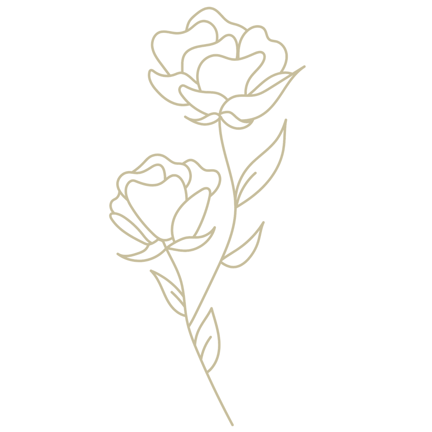 Elegant line art illustration of two peony flowers on a stem with leaves in soft gold tones.