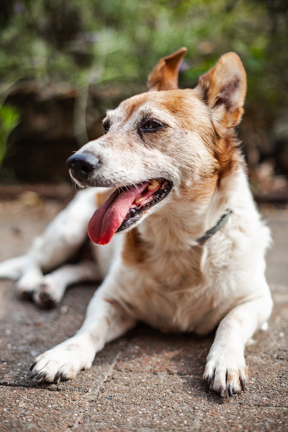 Photo de chien - BAC. photographie