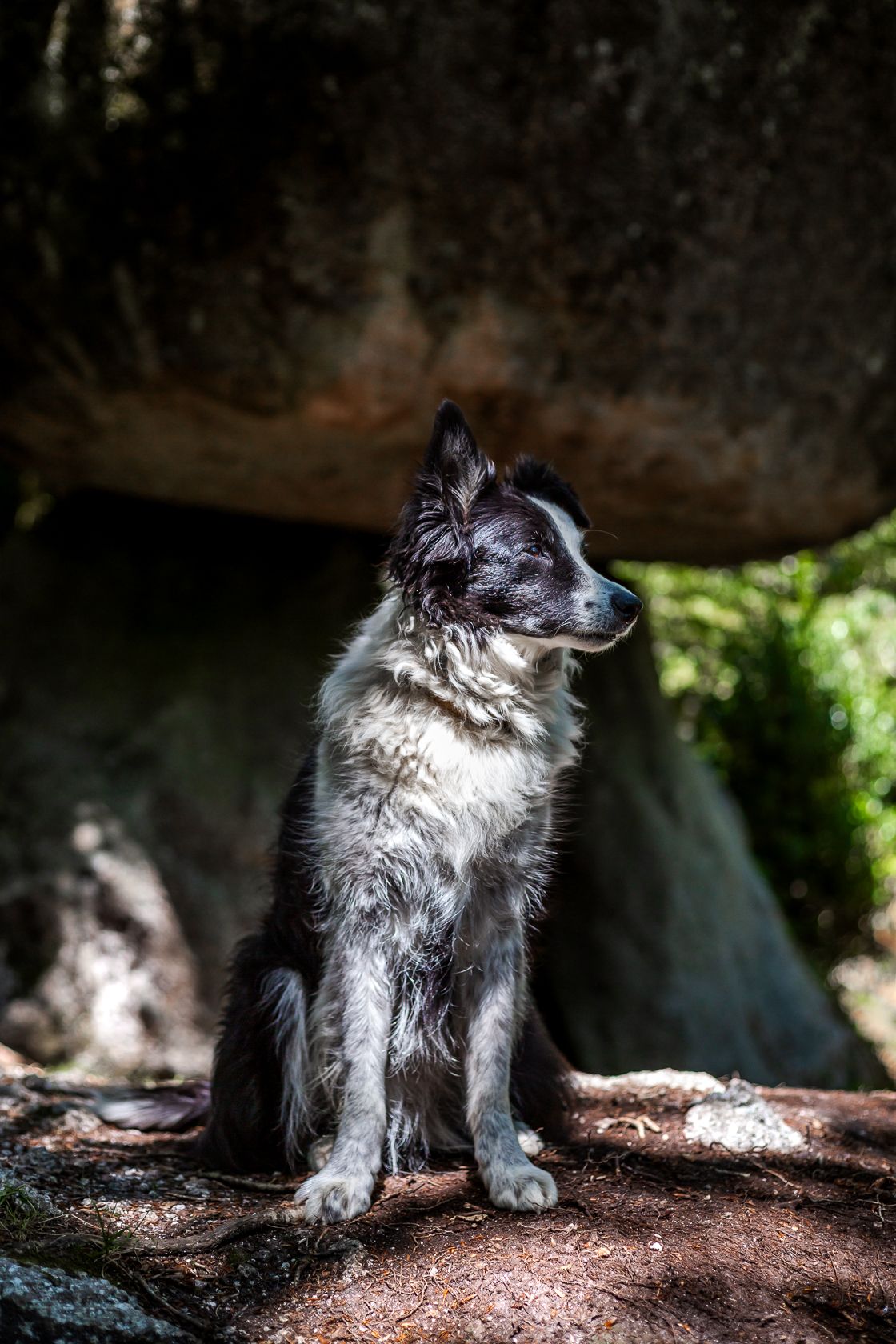 Photo chien à Huelgoat - BAC. photographie
