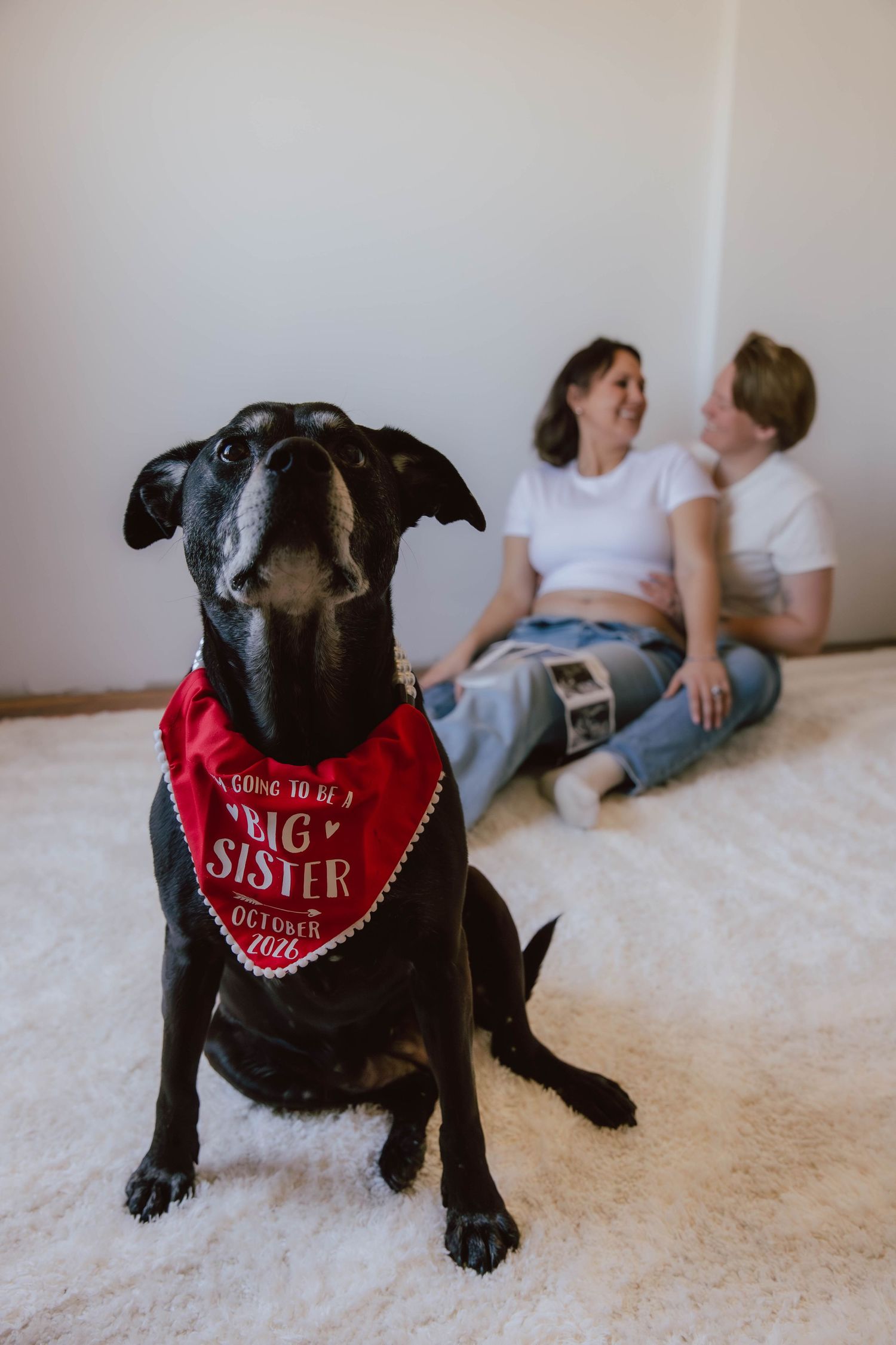 Black dog wearing a red Big Sister bandana sits on white carpet as two women share a pregnancy announcement moment behind.