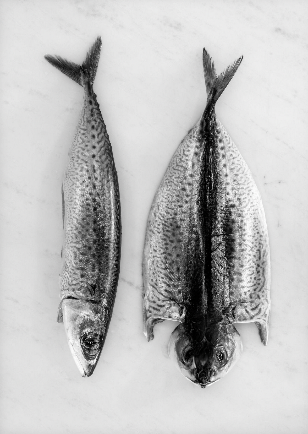 Food and product photography and videograFour identical fish specimens laid out symmetrically showing spotted pattern details in monochrome.