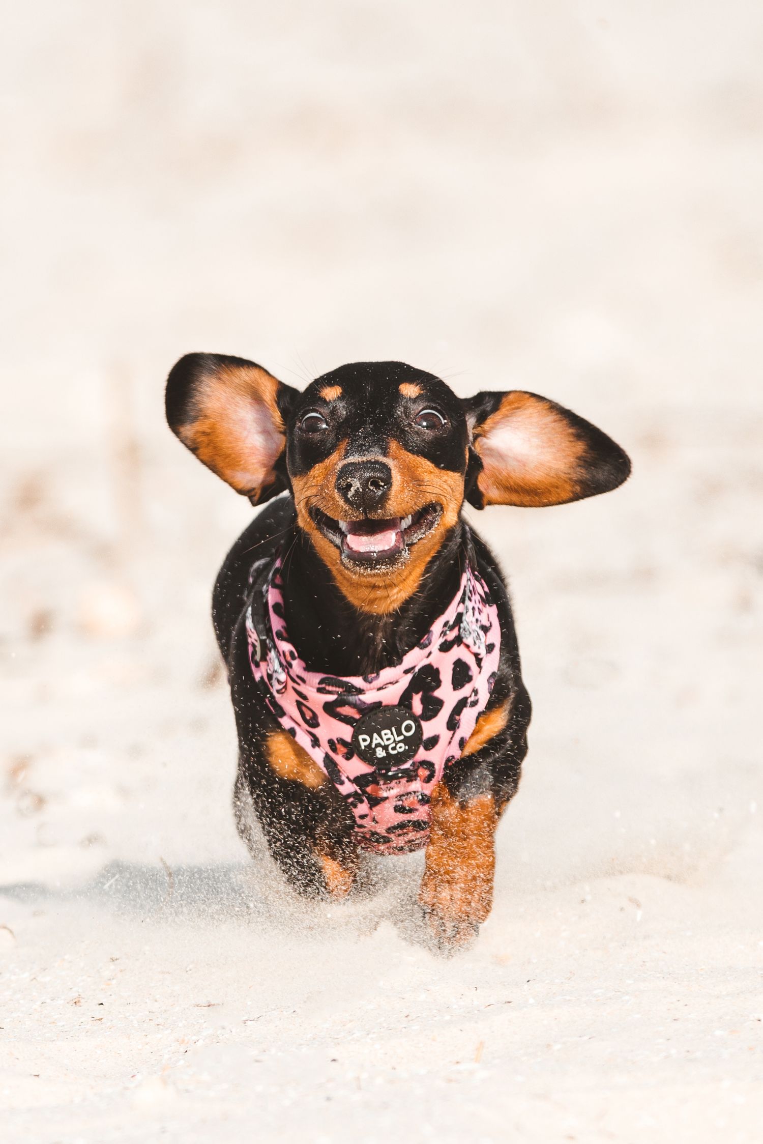 A happy dachshund wearing a pink leopard print harness runs playfully on a sandy beach with ears flapping. Sutherland Shire videographer