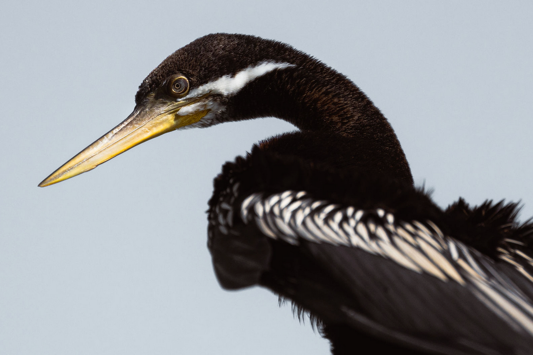 Captured by wildlife photographer Keeleigh Shephard Black and white pied heron shown in profile against light background.