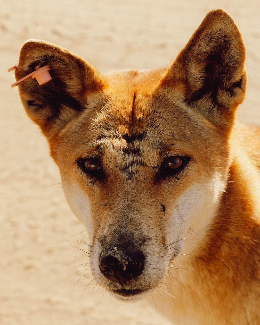 Wildlife photographer Keeleigh Shephard captures Close-up portrait of a dingo with reddish fur and alert eyes in desert lighting.