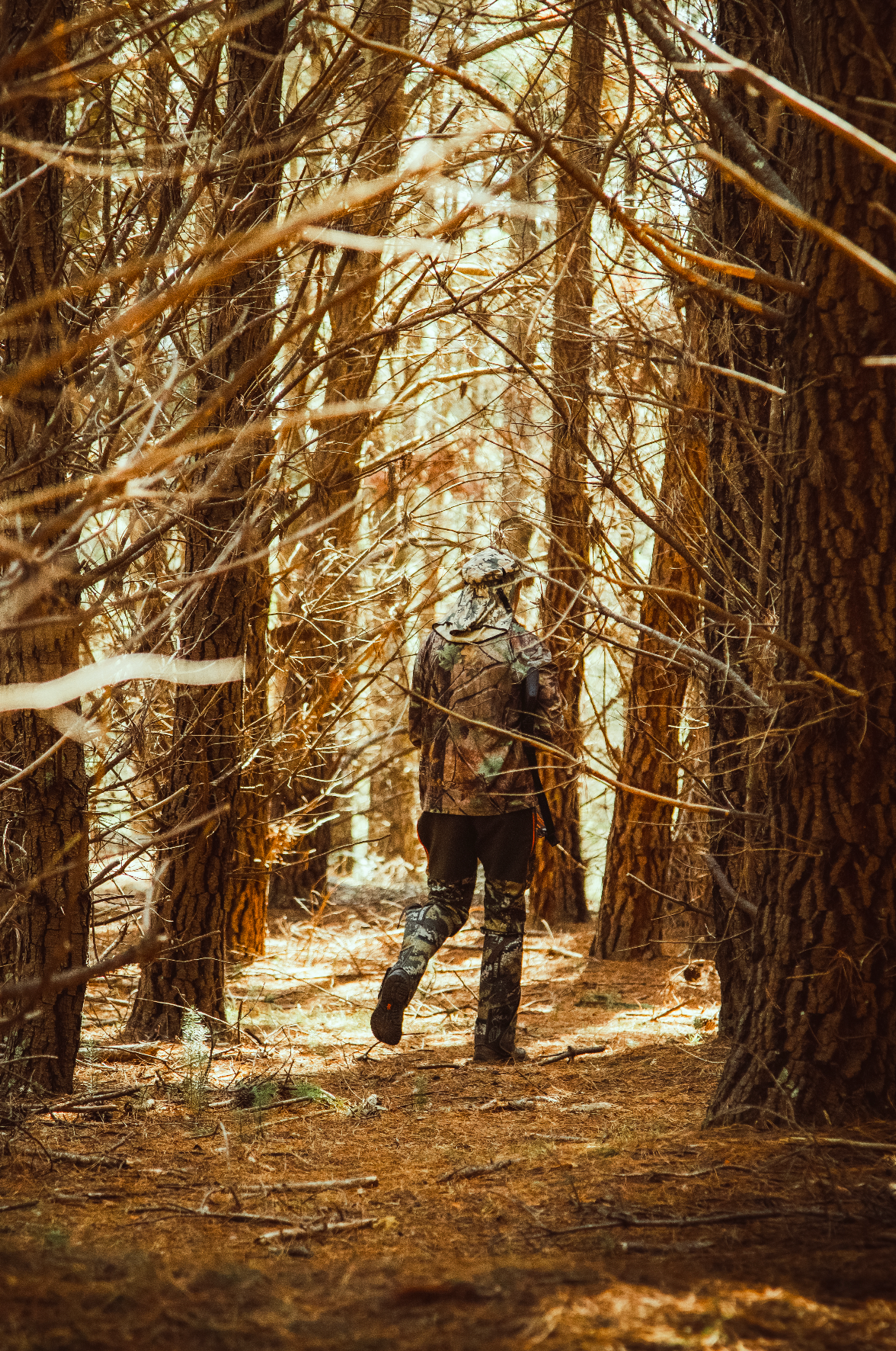 Branding and business photography and videography Sunlight filtering through pine forest creating dramatic shadows on forest floor.