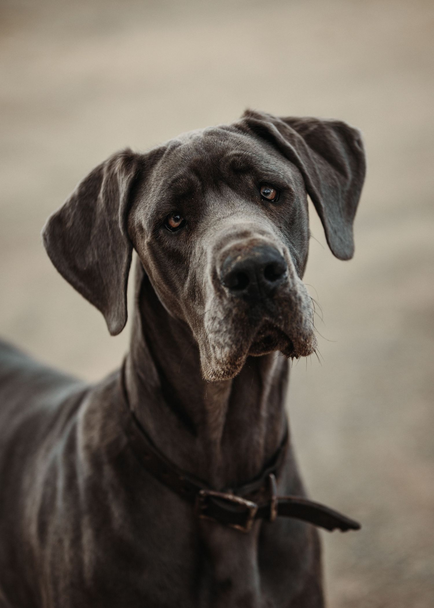 A majestic blue Great Dane dog with a dark collar gazes intently at the camera against a blurred background. Sutherland Shire videographer